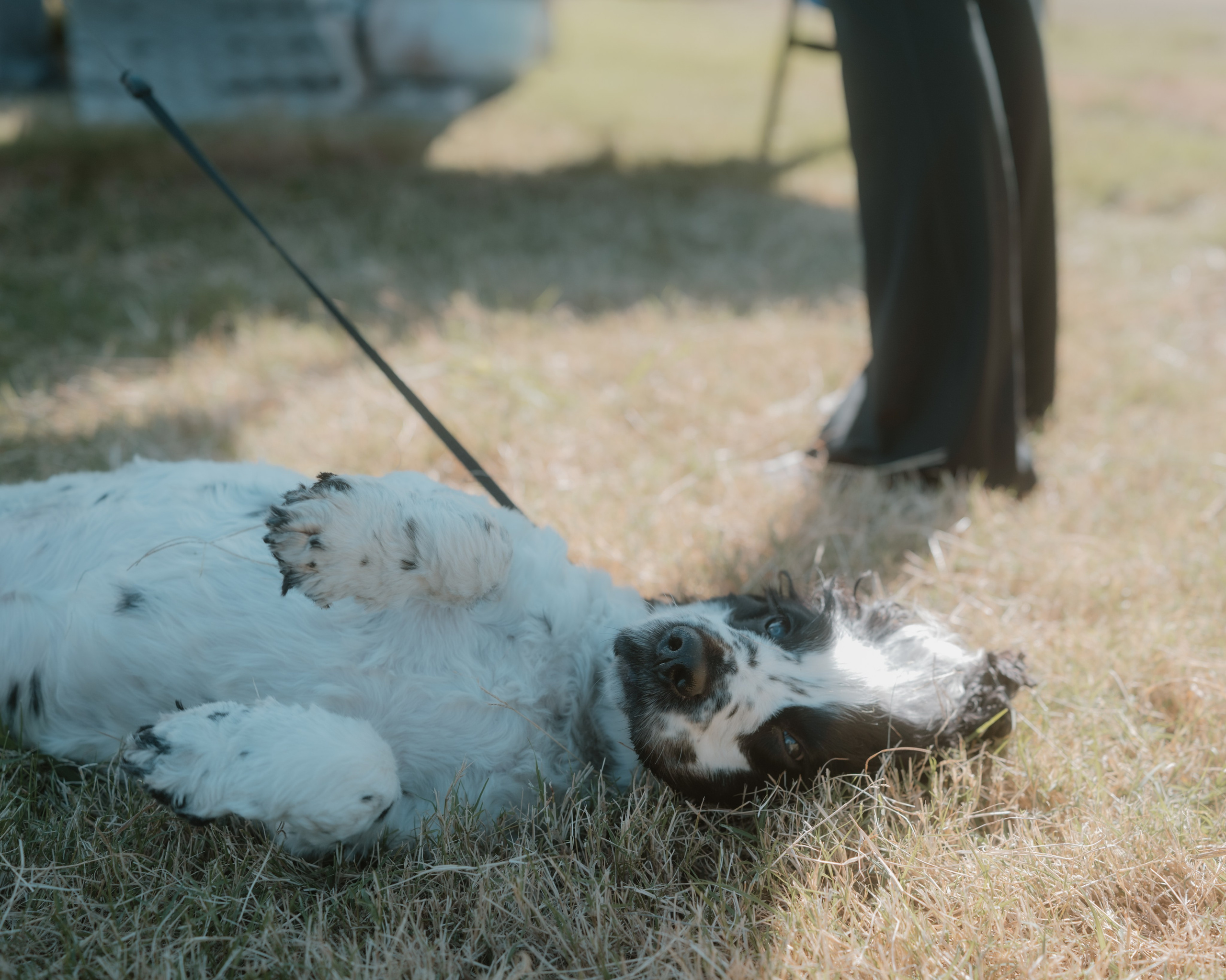 Windsor Dog Park Grand Opening 🐾📸 A few furry faces from the grand opening of Windsor Dog Park! 🐶❤️. JS Photoshoot | Family, Events & Pet Photographer in Brisbane