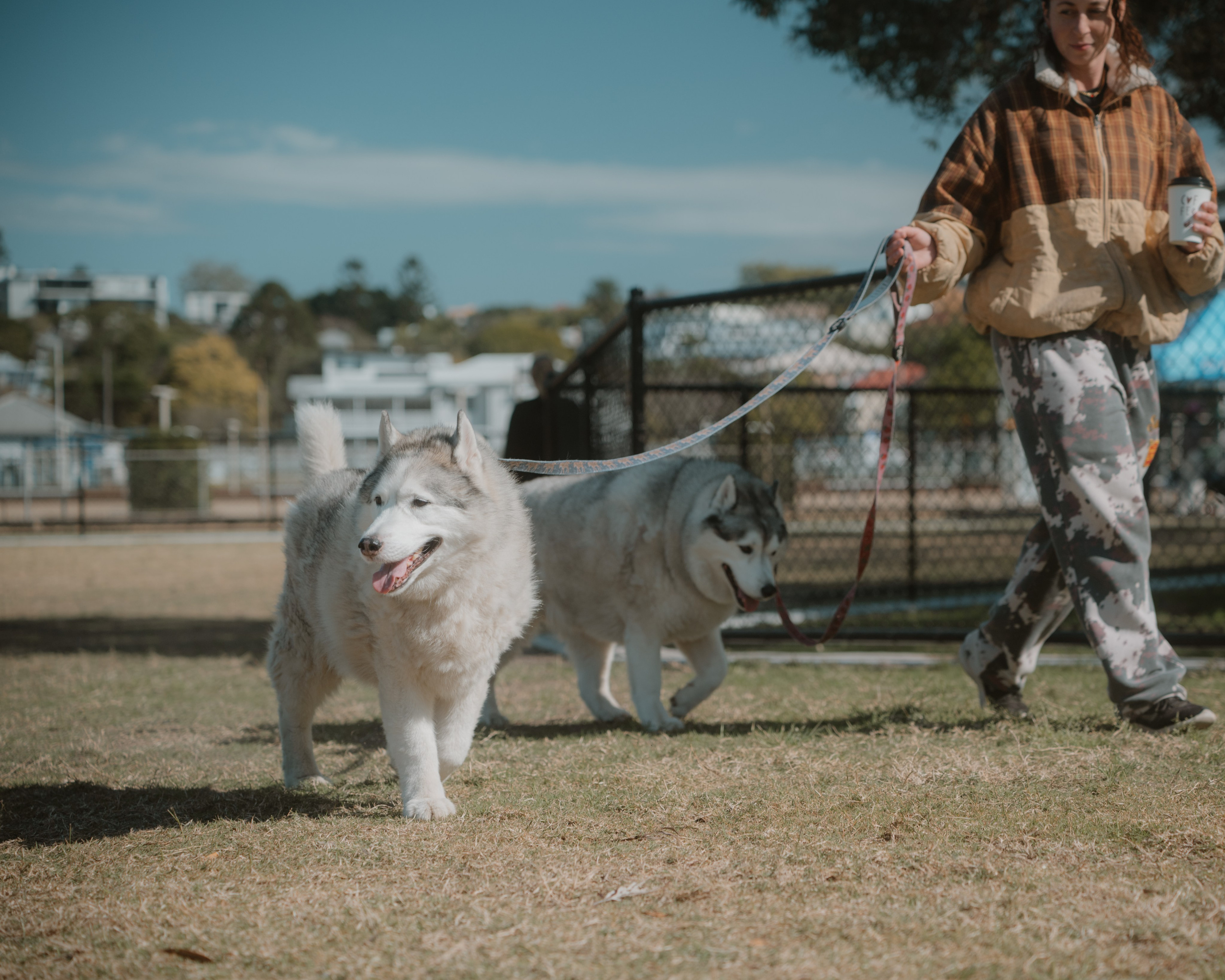 Windsor Dog Park Grand Opening 🐾📸 A few furry faces from the grand opening of Windsor Dog Park! 🐶❤️. JS Photoshoot | Family, Events & Pet Photographer in Brisbane