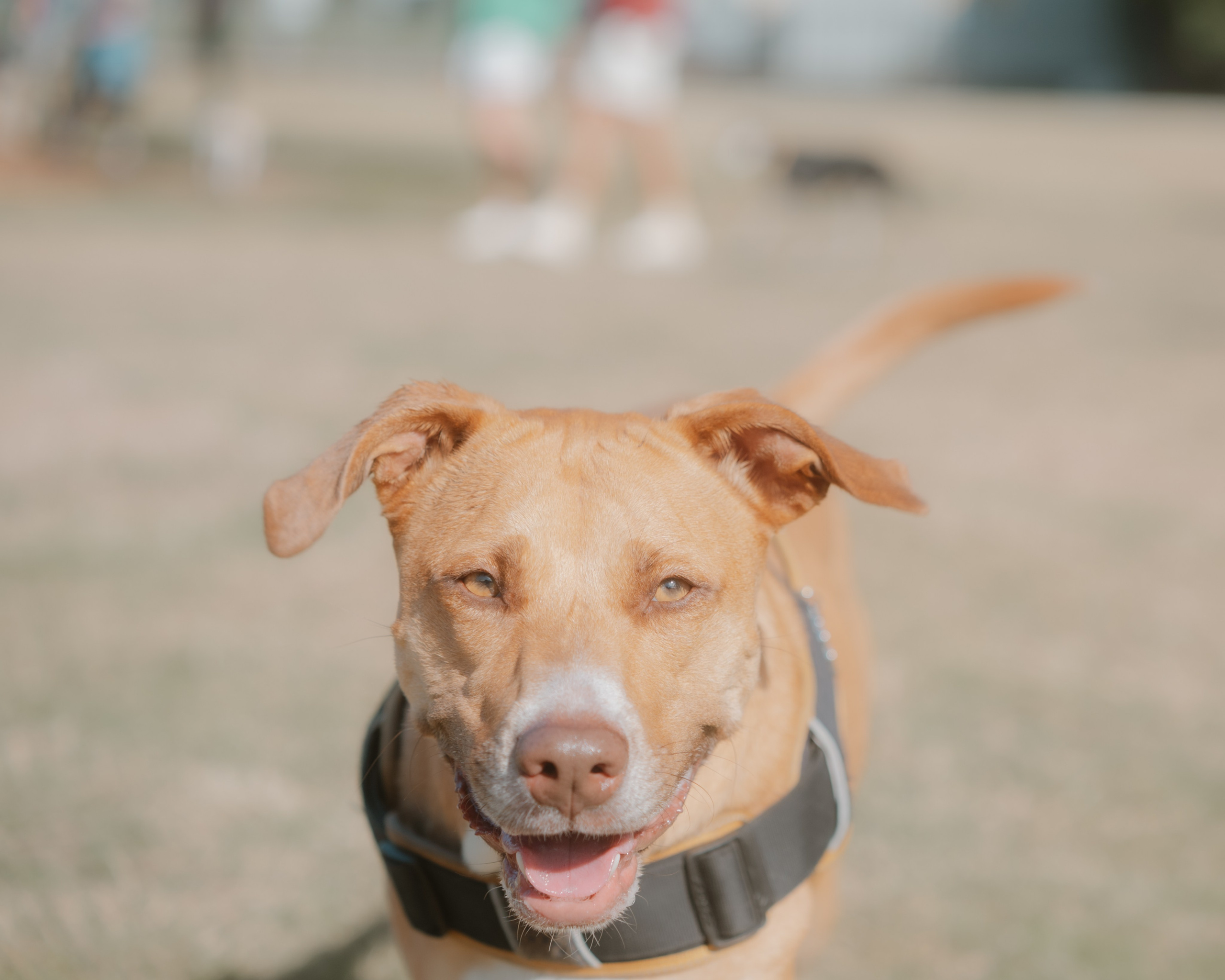 Windsor Dog Park Grand Opening 🐾📸 A few furry faces from the grand opening of Windsor Dog Park! 🐶❤️. JS Photoshoot | Family, Events & Pet Photographer in Brisbane