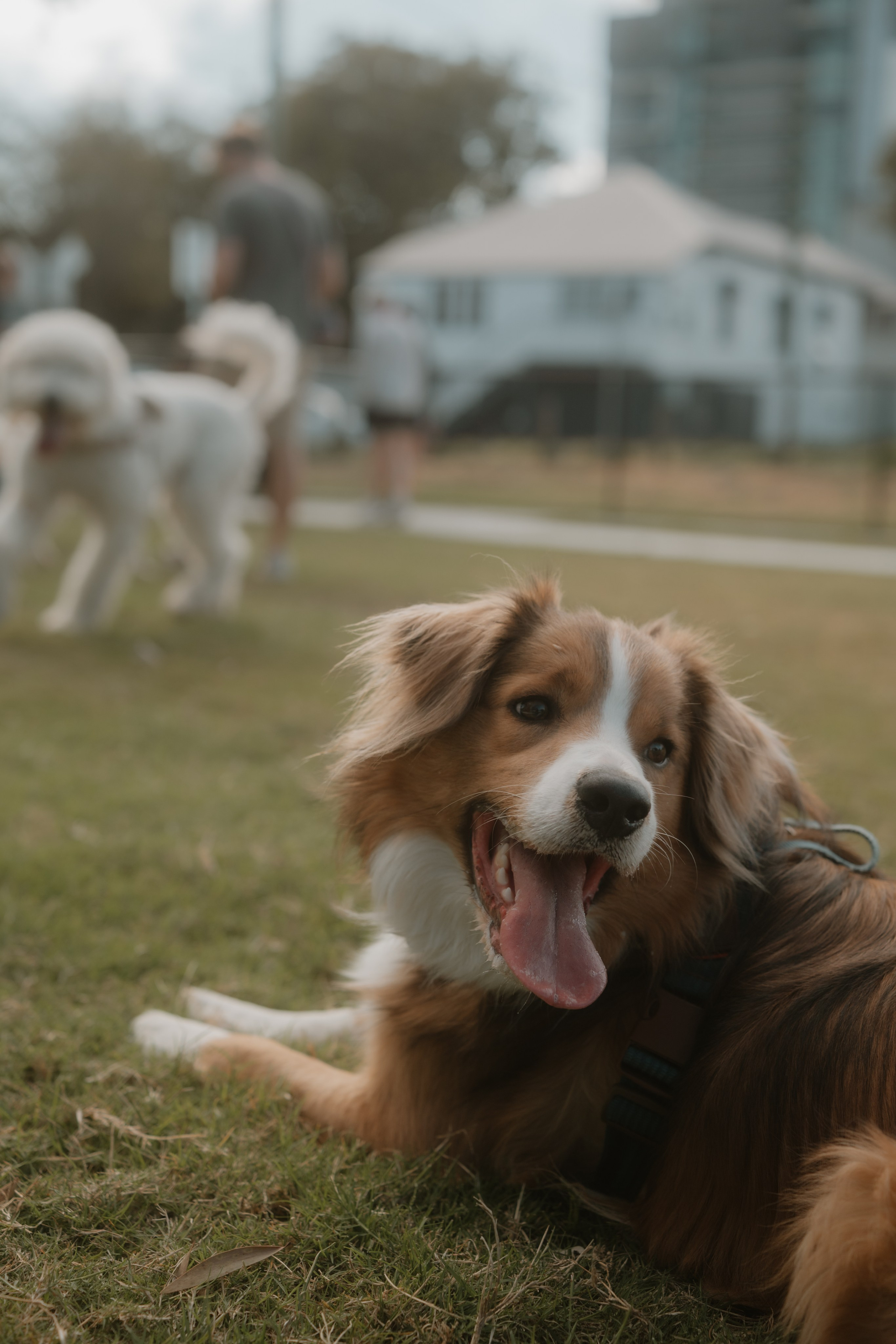 Windsor Dog Park Grand Opening 🐾📸 A few furry faces from the grand opening of Windsor Dog Park! 🐶❤️. JS Photoshoot | Family, Events & Pet Photographer in Brisbane