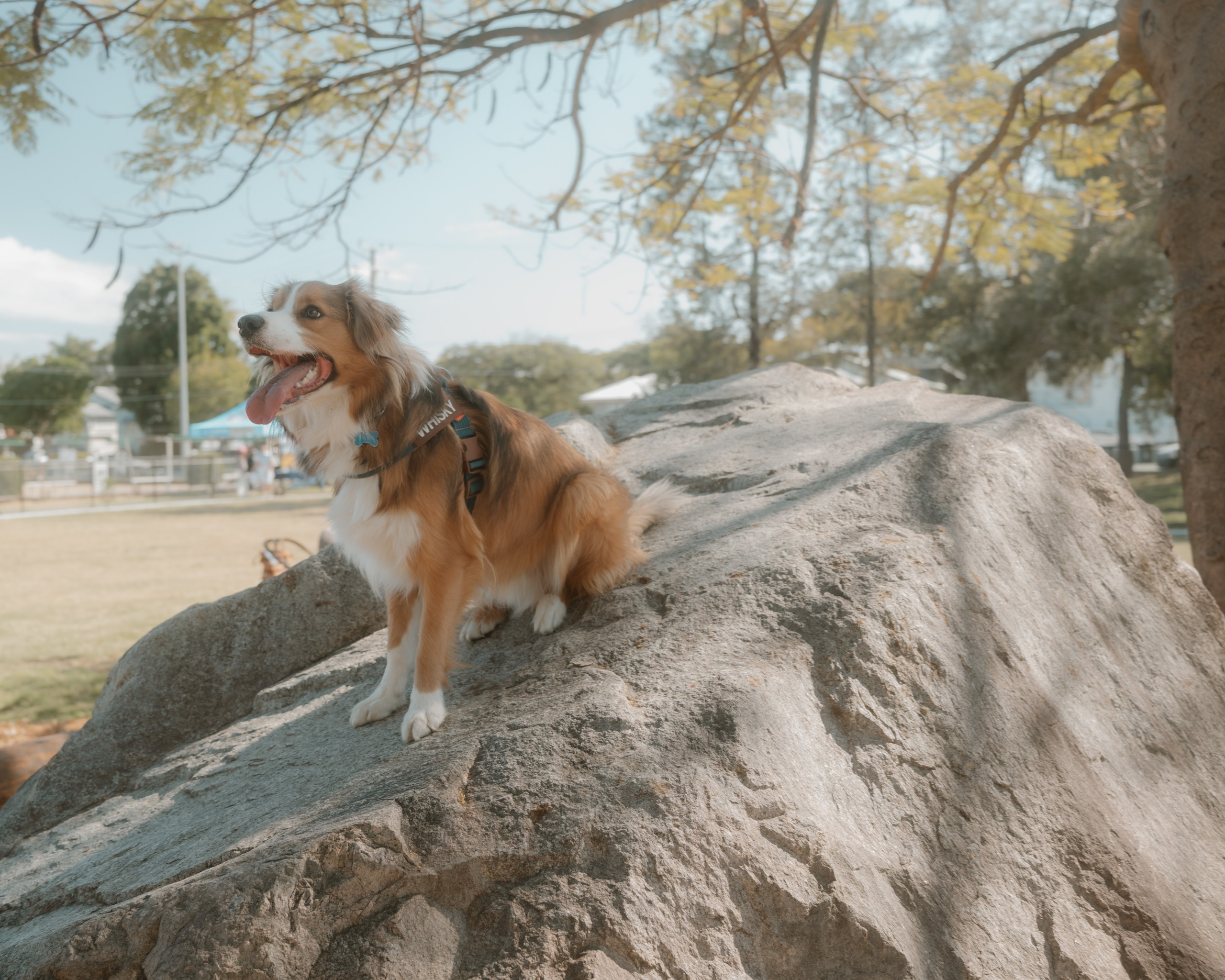 Windsor Dog Park Grand Opening 🐾📸 A few furry faces from the grand opening of Windsor Dog Park! 🐶❤️. JS Photoshoot | Family, Events & Pet Photographer in Brisbane