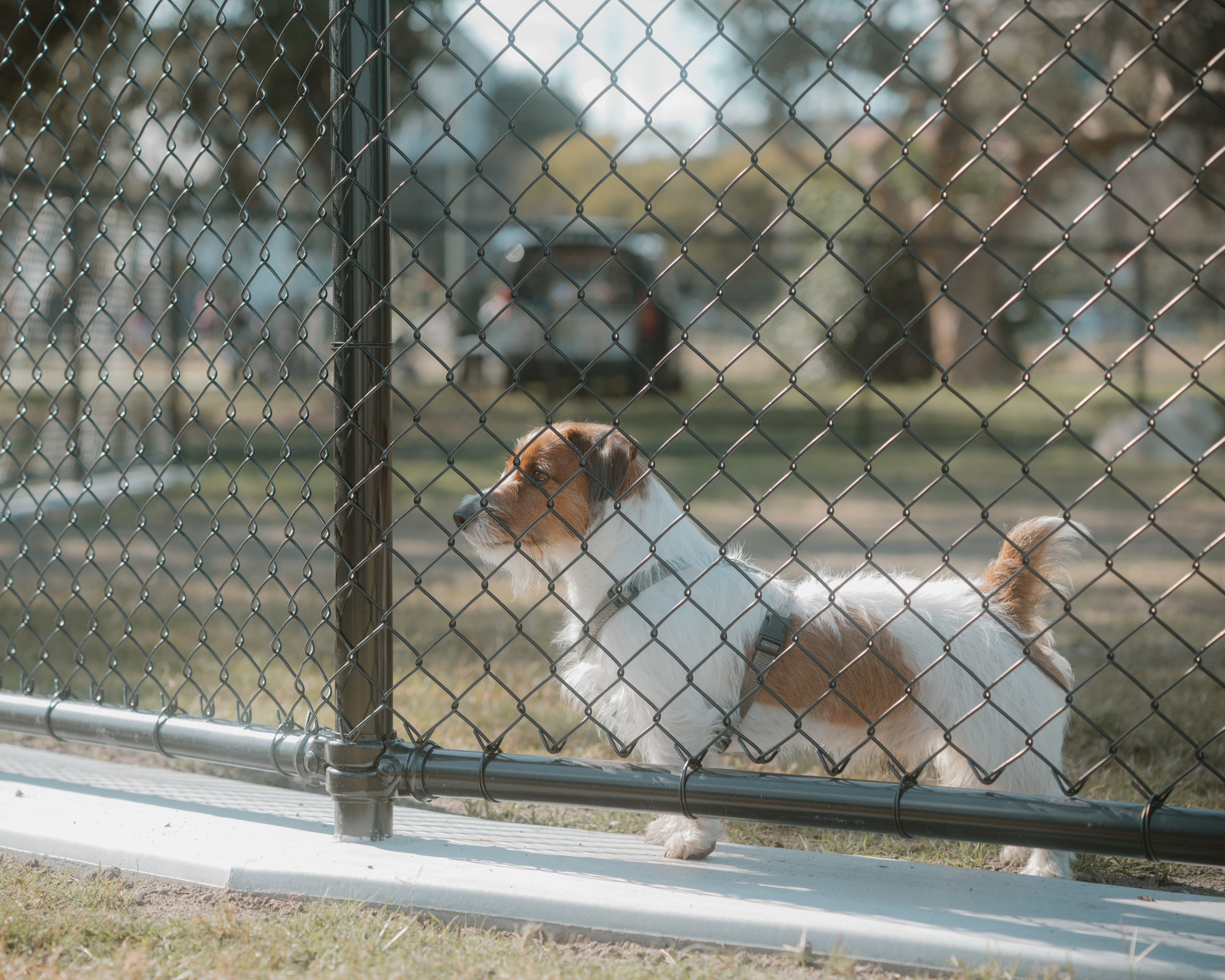 Windsor Dog Park Grand Opening 🐾📸 A few furry faces from the grand opening of Windsor Dog Park! 🐶❤️. JS Photoshoot | Family, Events & Pet Photographer in Brisbane
