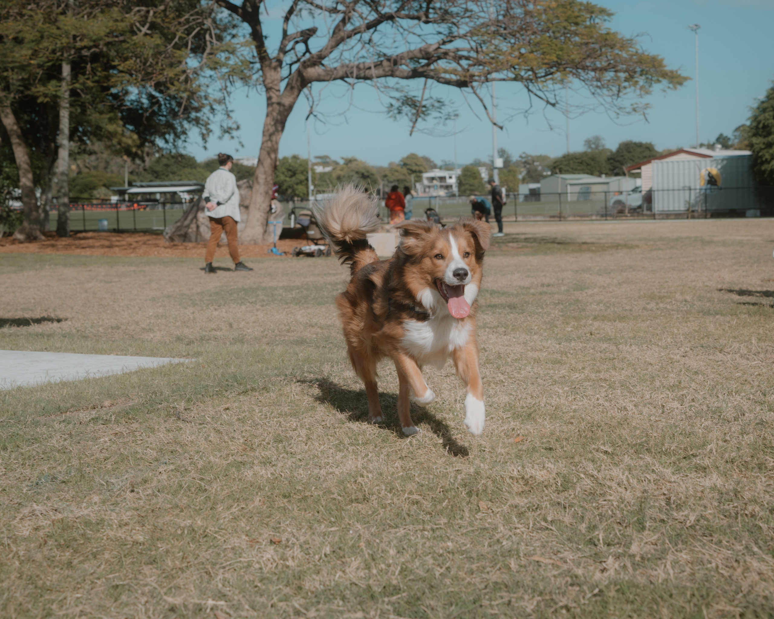 Windsor Dog Park Grand Opening 🐾📸 A few furry faces from the grand opening of Windsor Dog Park! 🐶❤️. JS Photoshoot | Family, Events & Pet Photographer in Brisbane