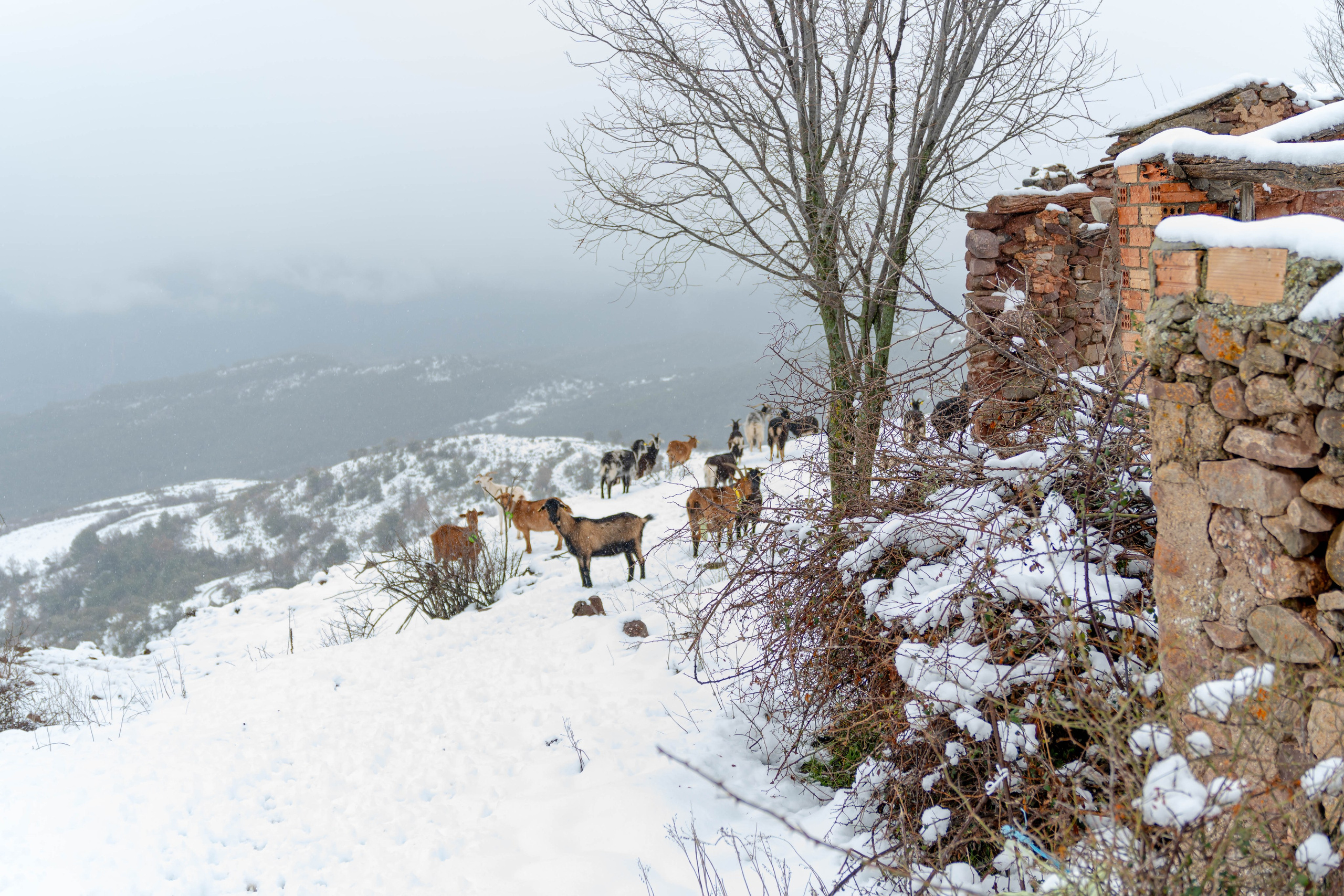 Pueblo abandonado de Montsor nevado. Alba del Norte Studio