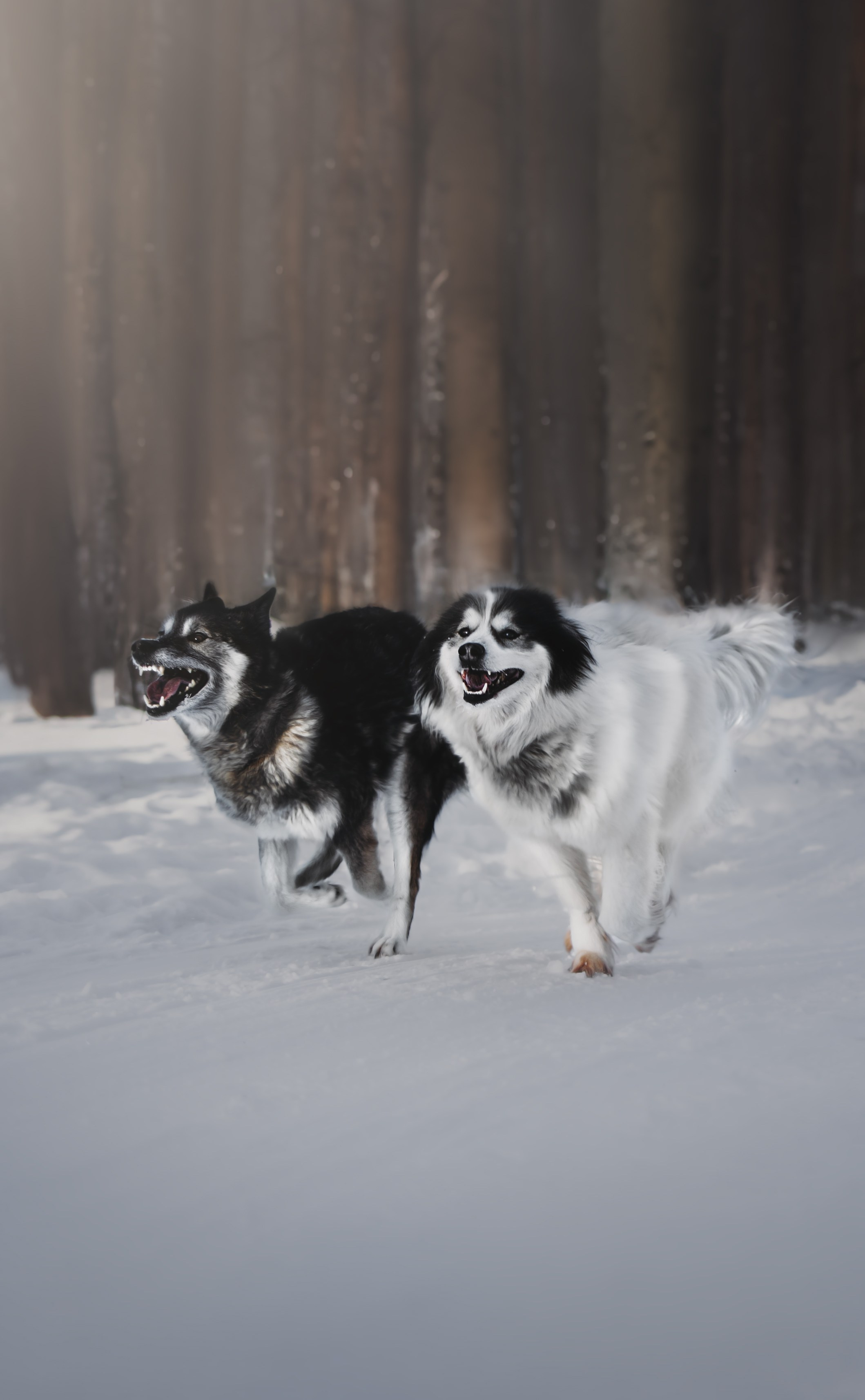 Pet Photographer Viktoriya Aleshenko