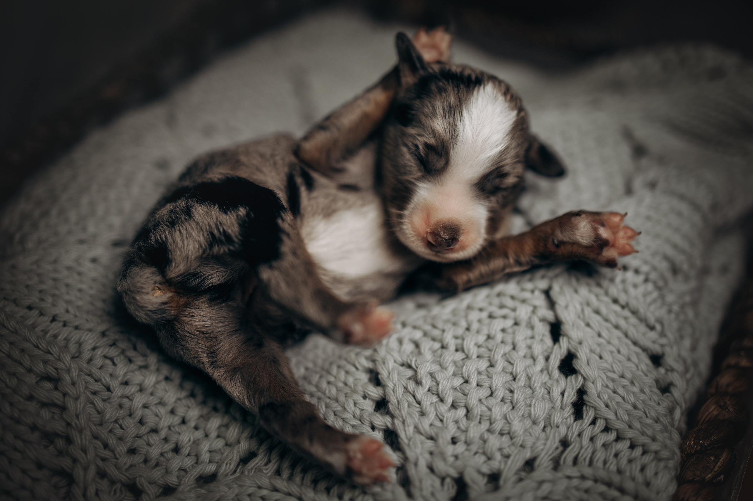 Tiny Aussies. Pet Photographer Viktoriya Aleshenko