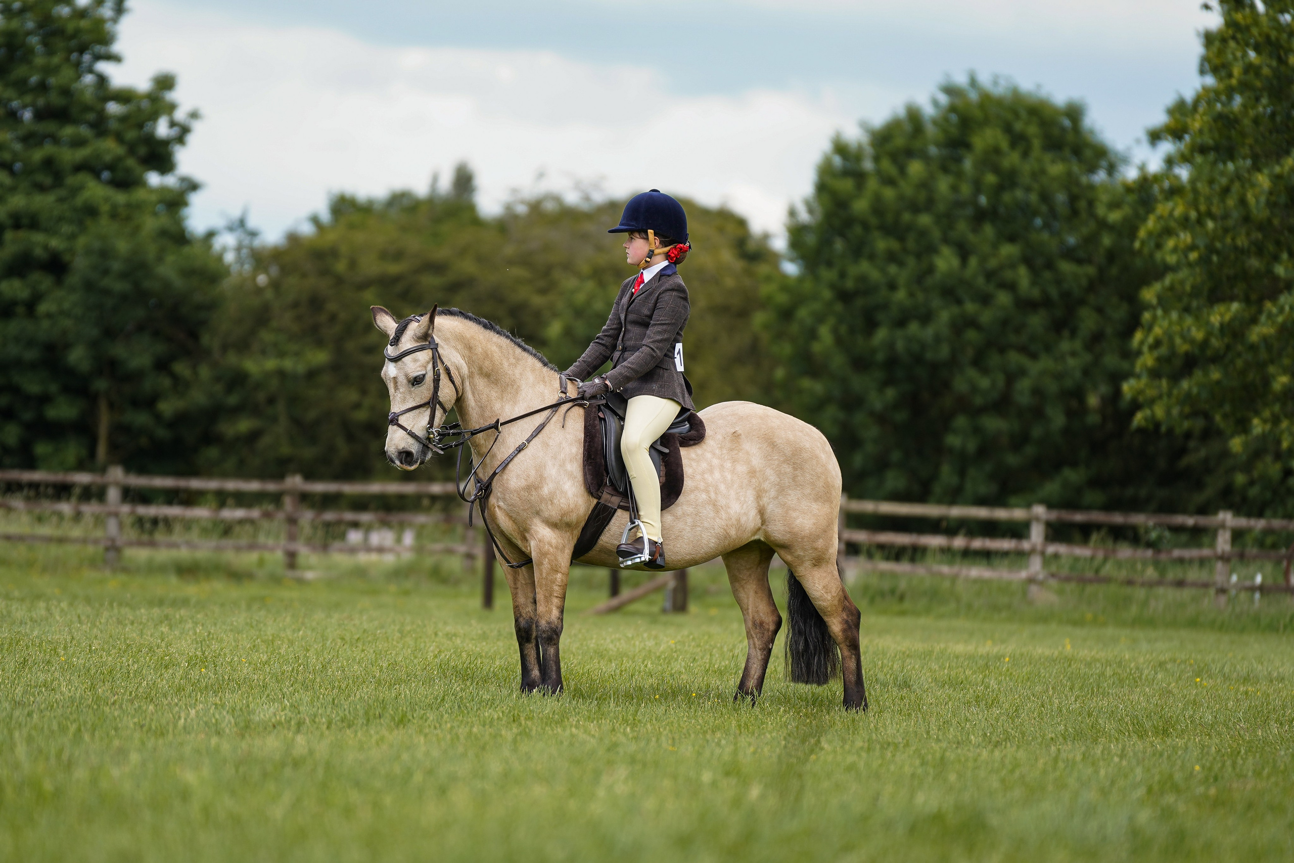 Showing. Leicestershire Equine Photography by El | Authentic Equine Portraits & Events