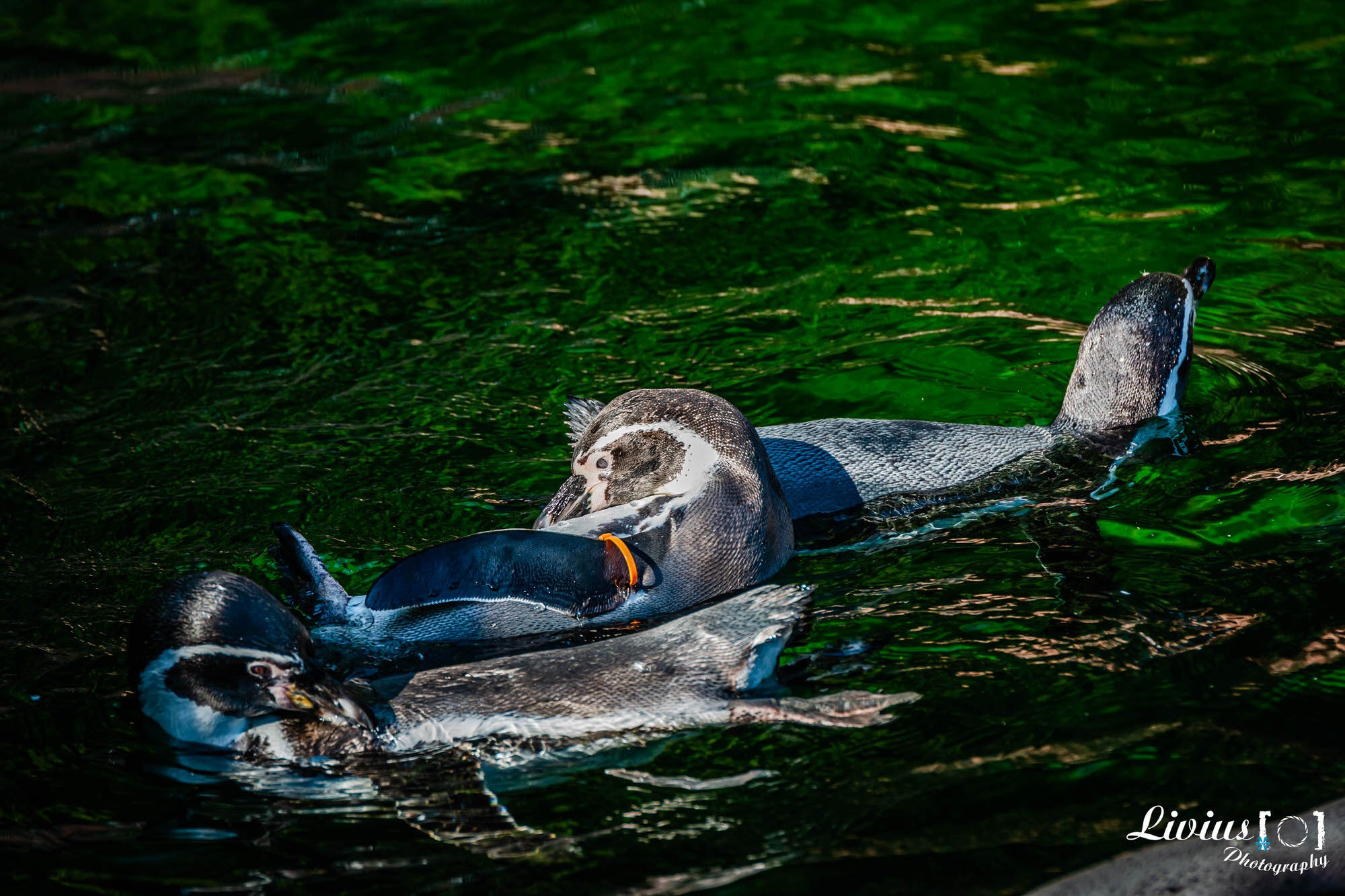 Tierpark Nürnberg. FOTO KREATIV