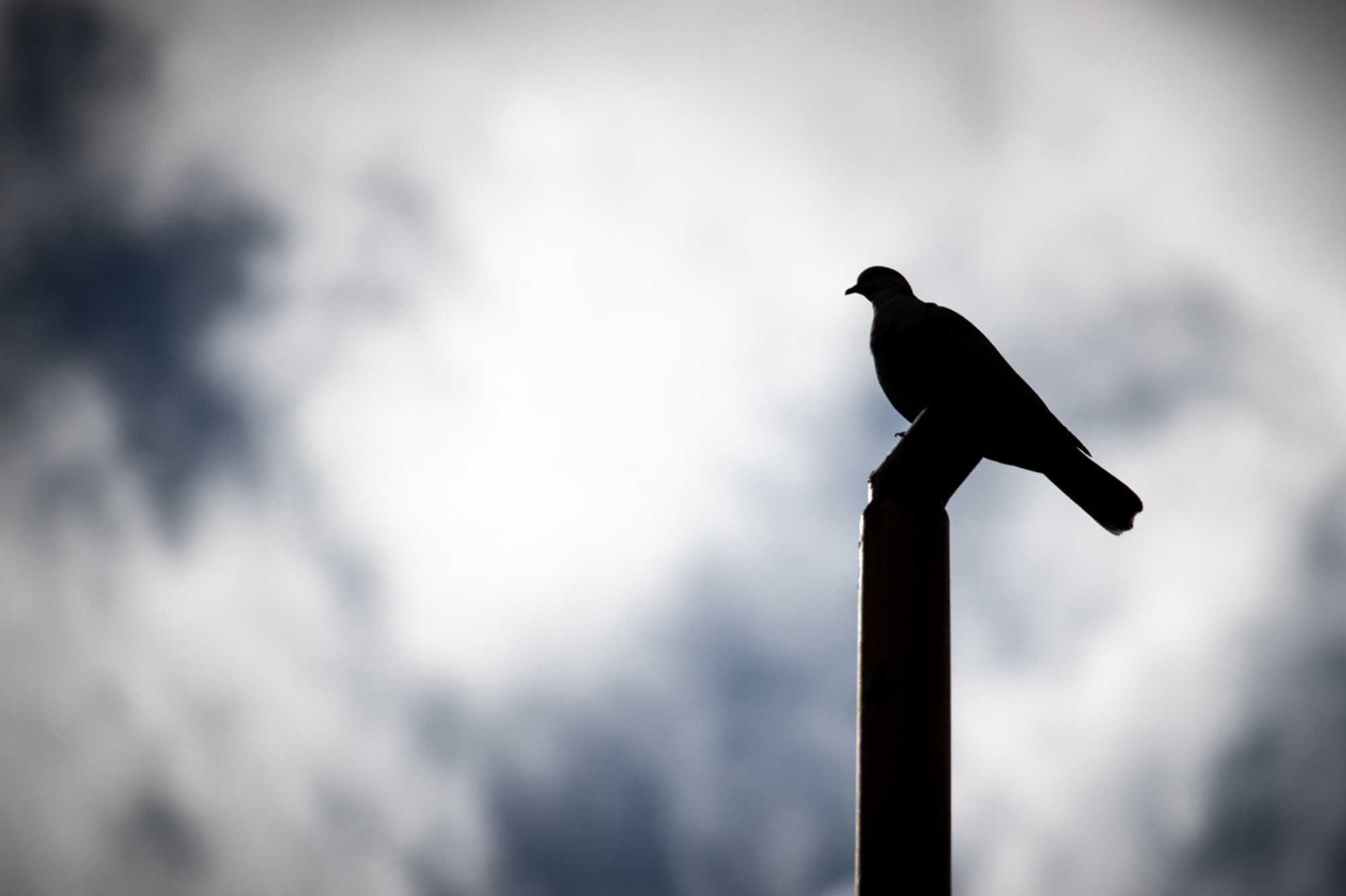 Animales y Naturaleza. Marisol Murillo Fotógrafa profesional en Chimalhuacán, Edo. de México