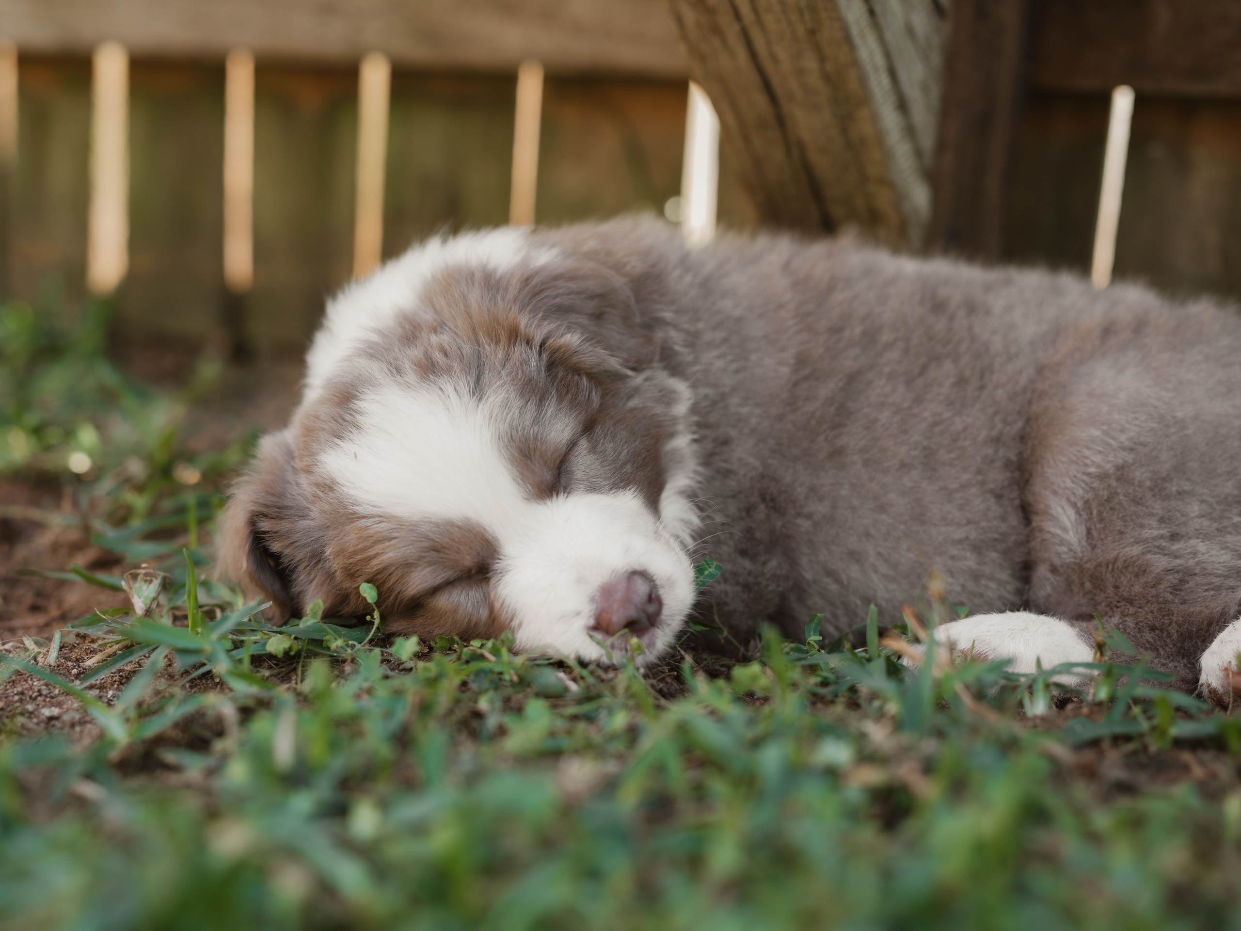 Goldies Collies — Pups. Natural and candid photography Jean Santiago