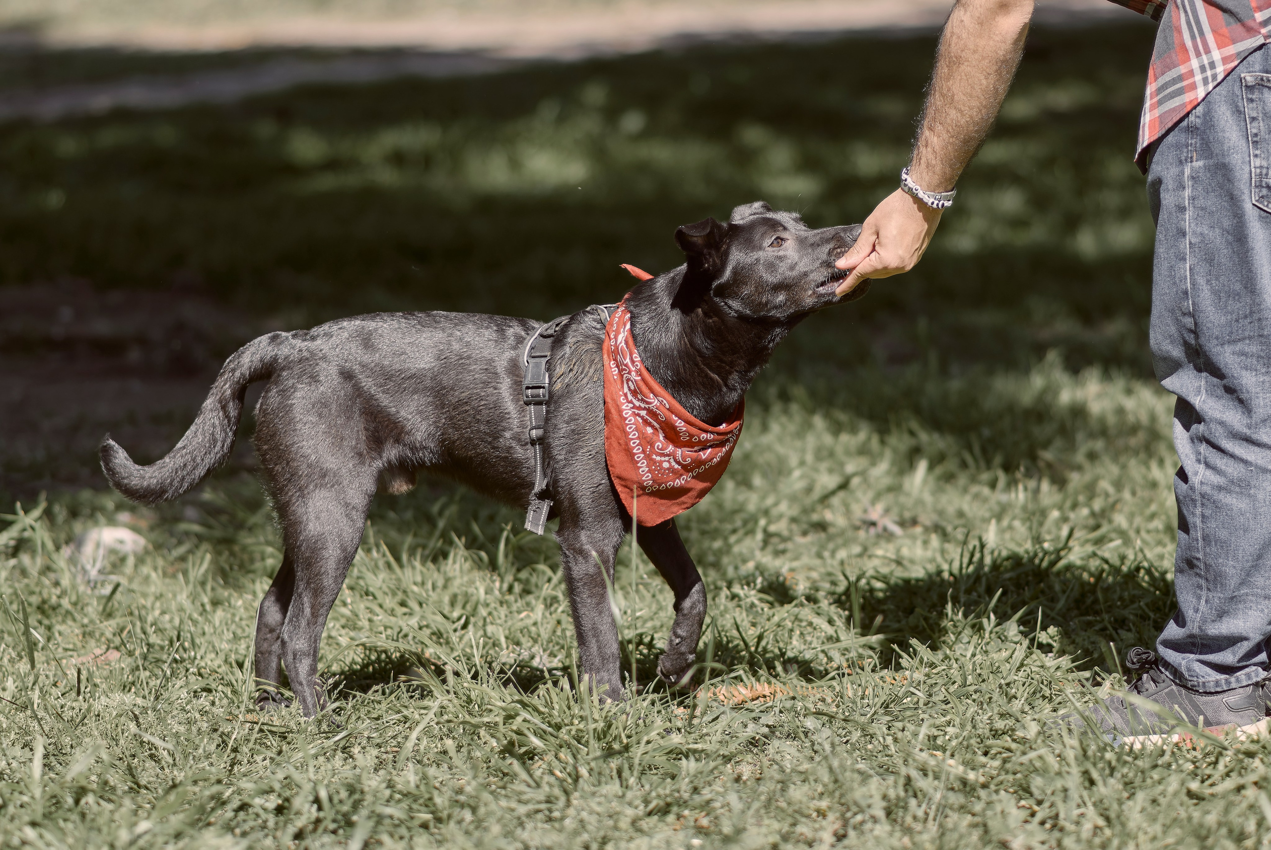 Frankell & Ruben. Valssy – Fotografía de mascotas en Uruguay. Retratos profesionales de perros y gatos