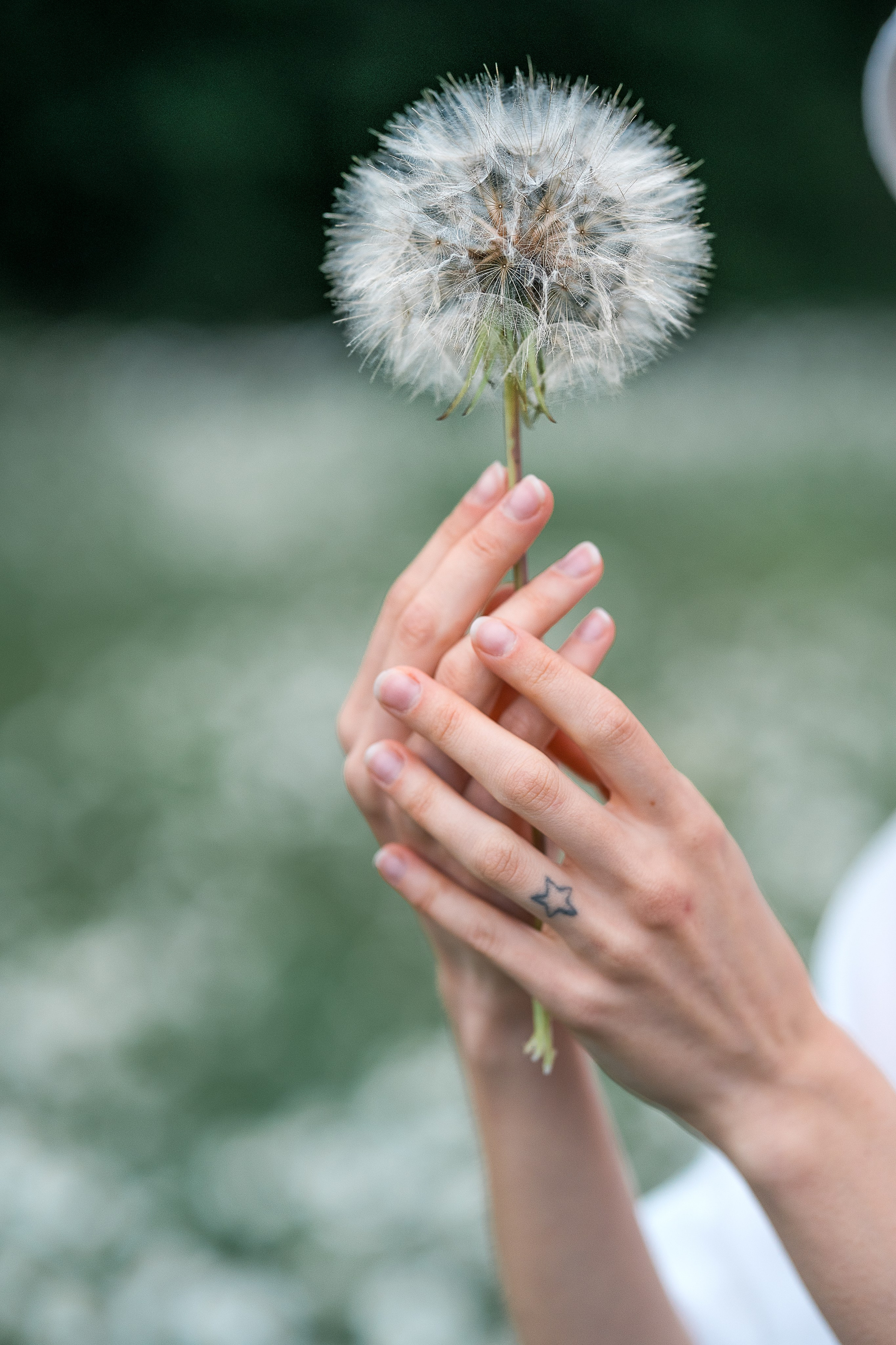 Mohnblumen. Pusteblumen. Familien, Lifestyle und Portrait Fotografin in Trier, Luxembourg