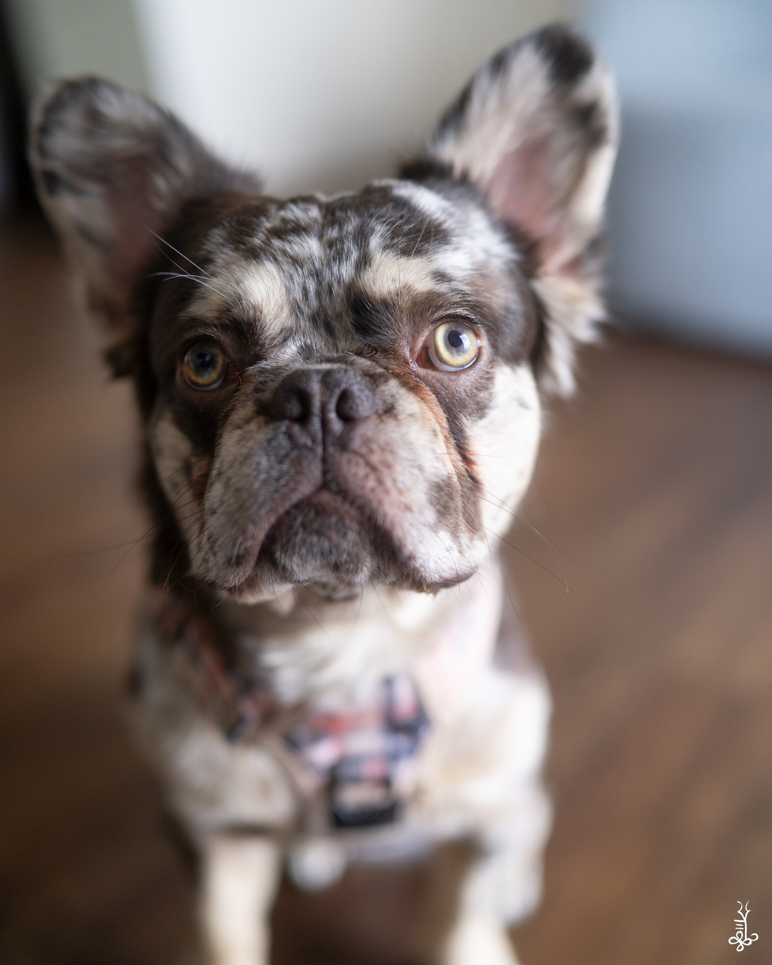 SEVAEH DOG. Ke’Ondris