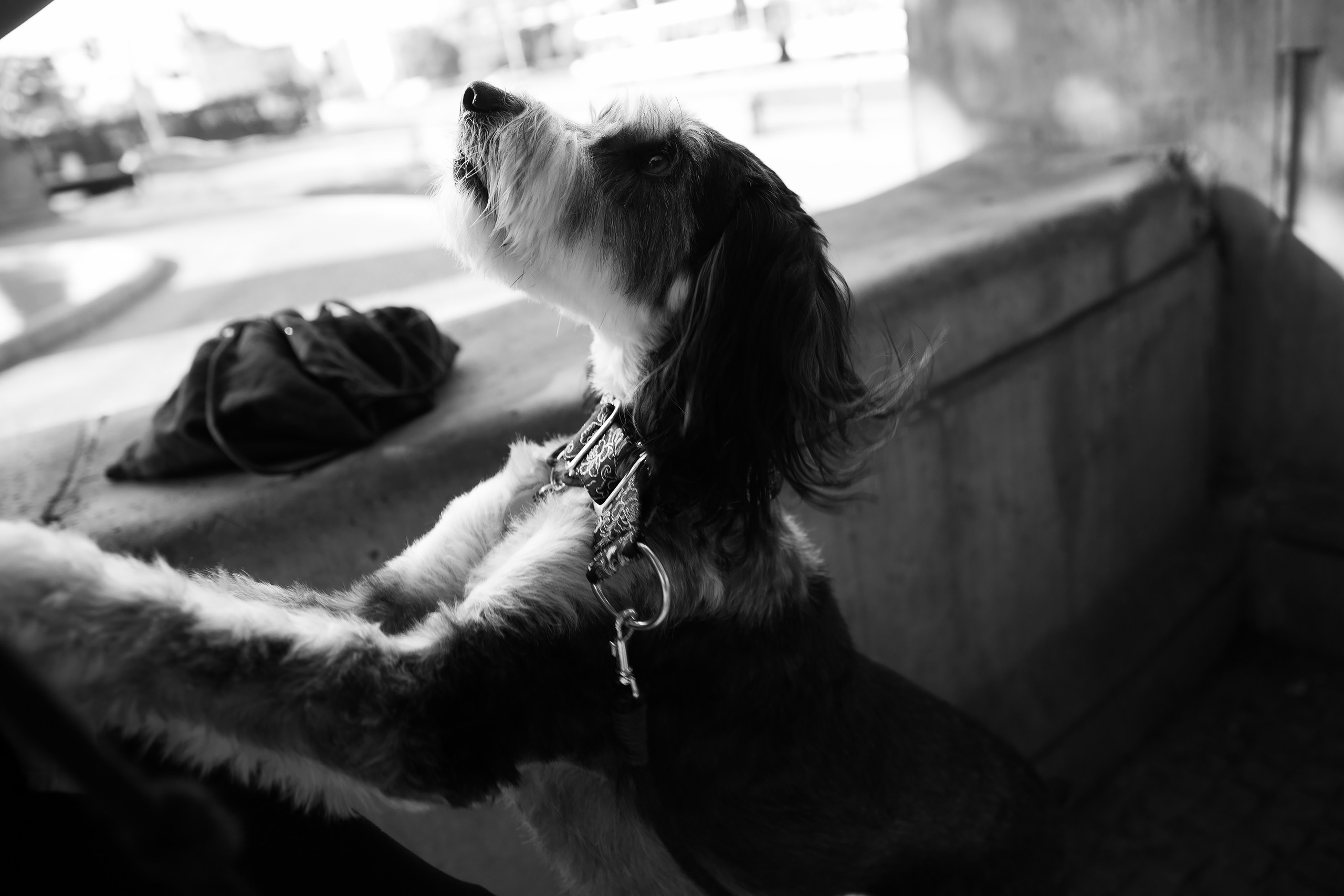 Lera & Flora. Kaja | fotograf we Wrocławiu | ludzie i psy