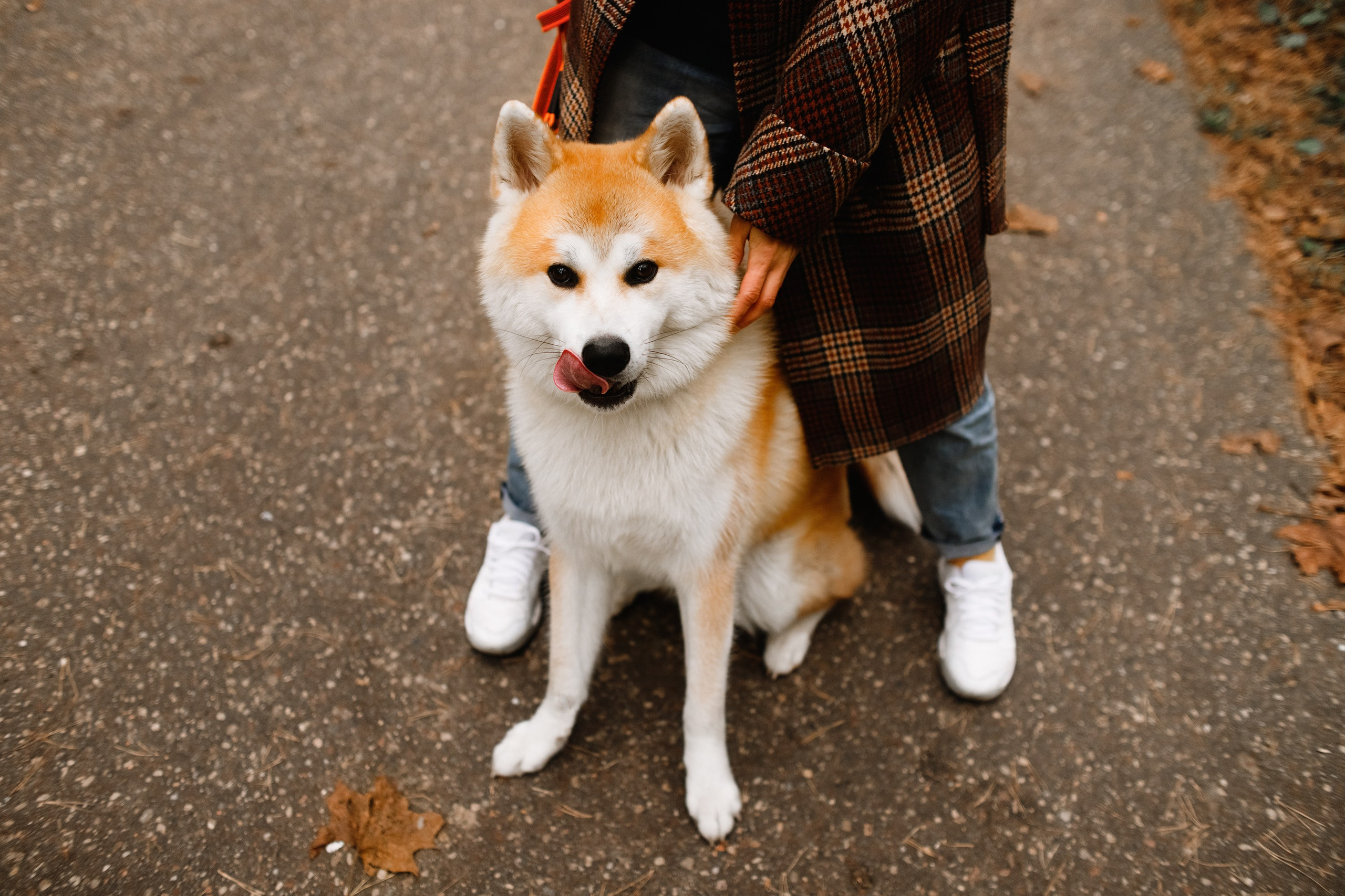 Maria & Kenji. Kaja | fotograf we Wrocławiu | ludzie i psy