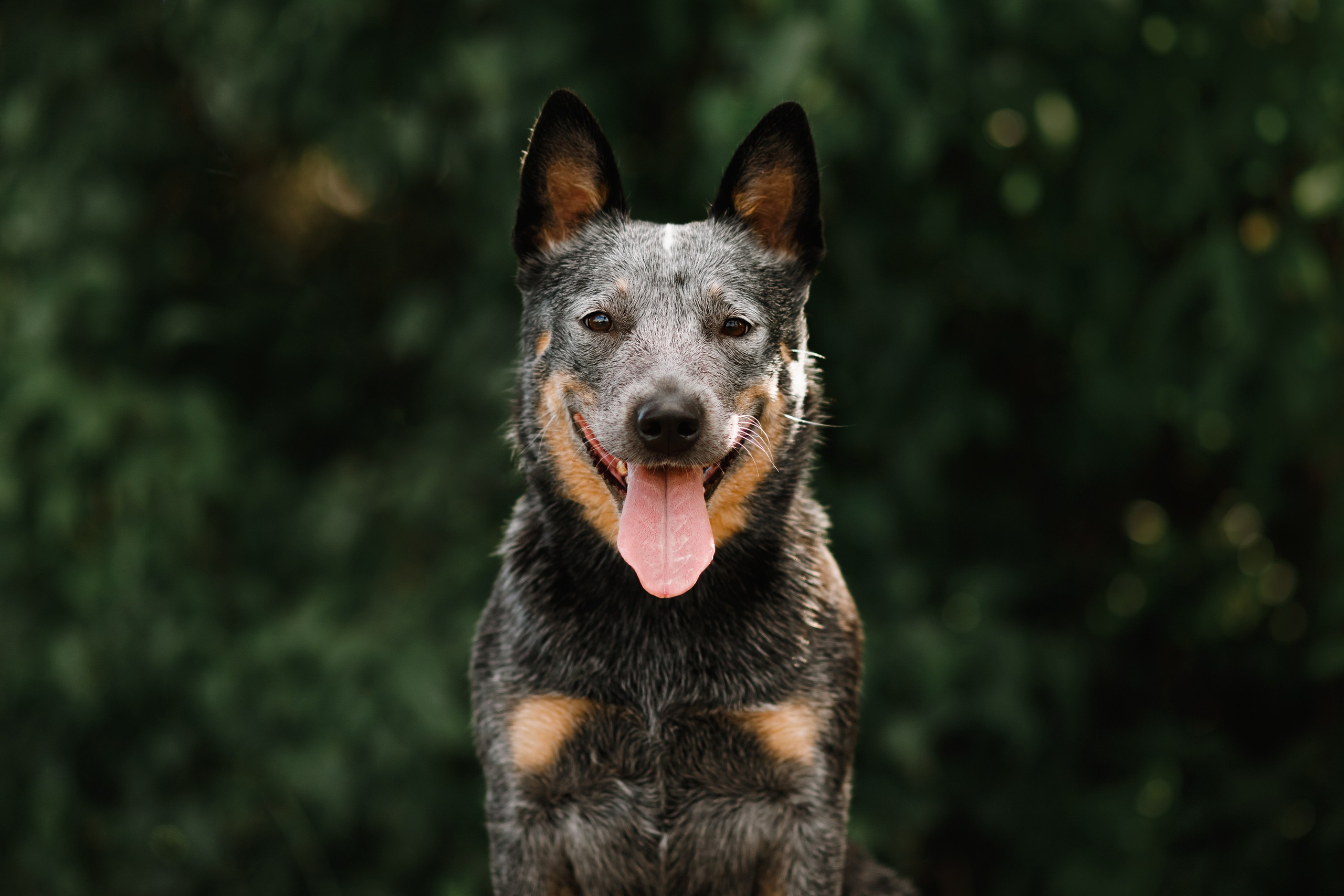 Summer photo day for dog handler. Kaja | fotograf we Wrocławiu | ludzie i psy