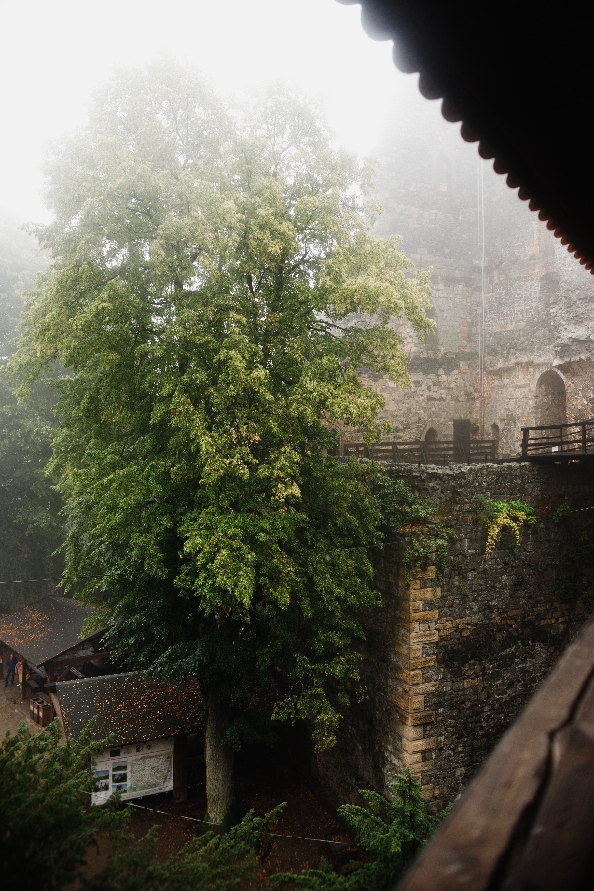 Zamek Grodziec. Kaja | fotograf psów we Wrocławiu