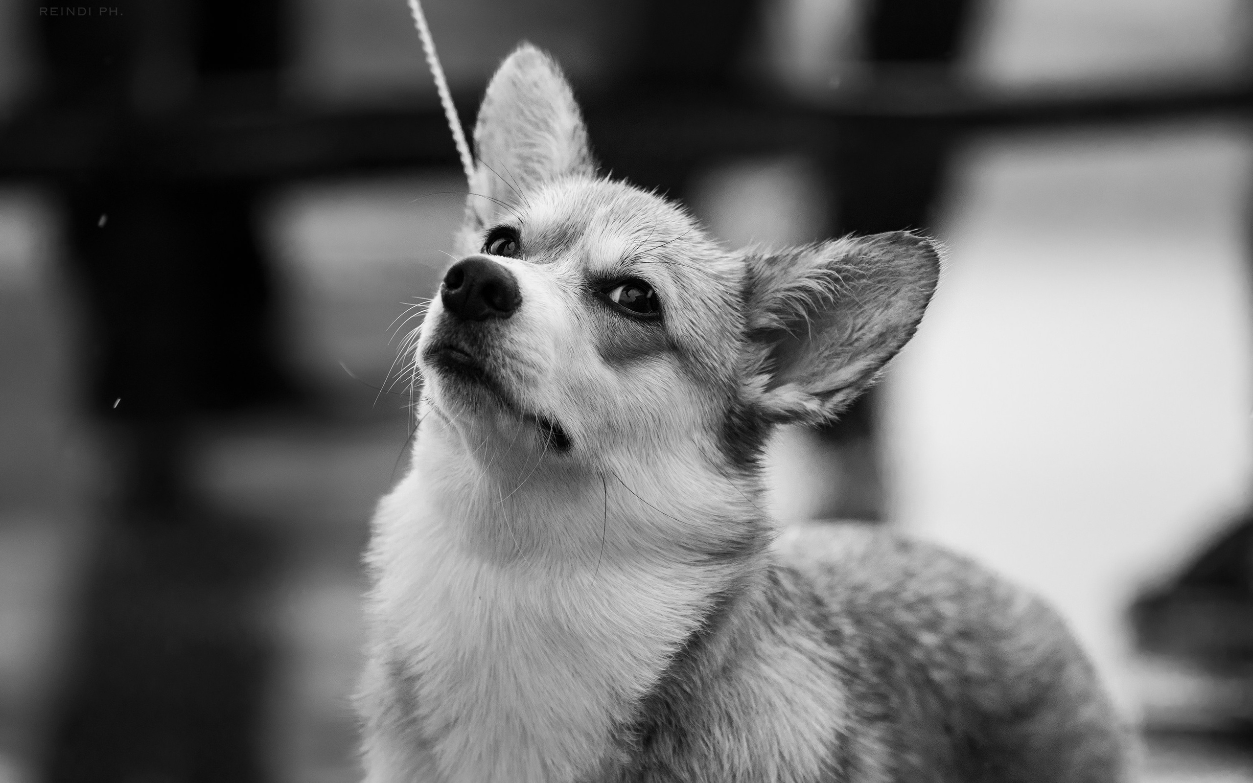 Rainy dog show in Grodno. Kaja | fotograf we Wrocławiu | ludzie i psy
