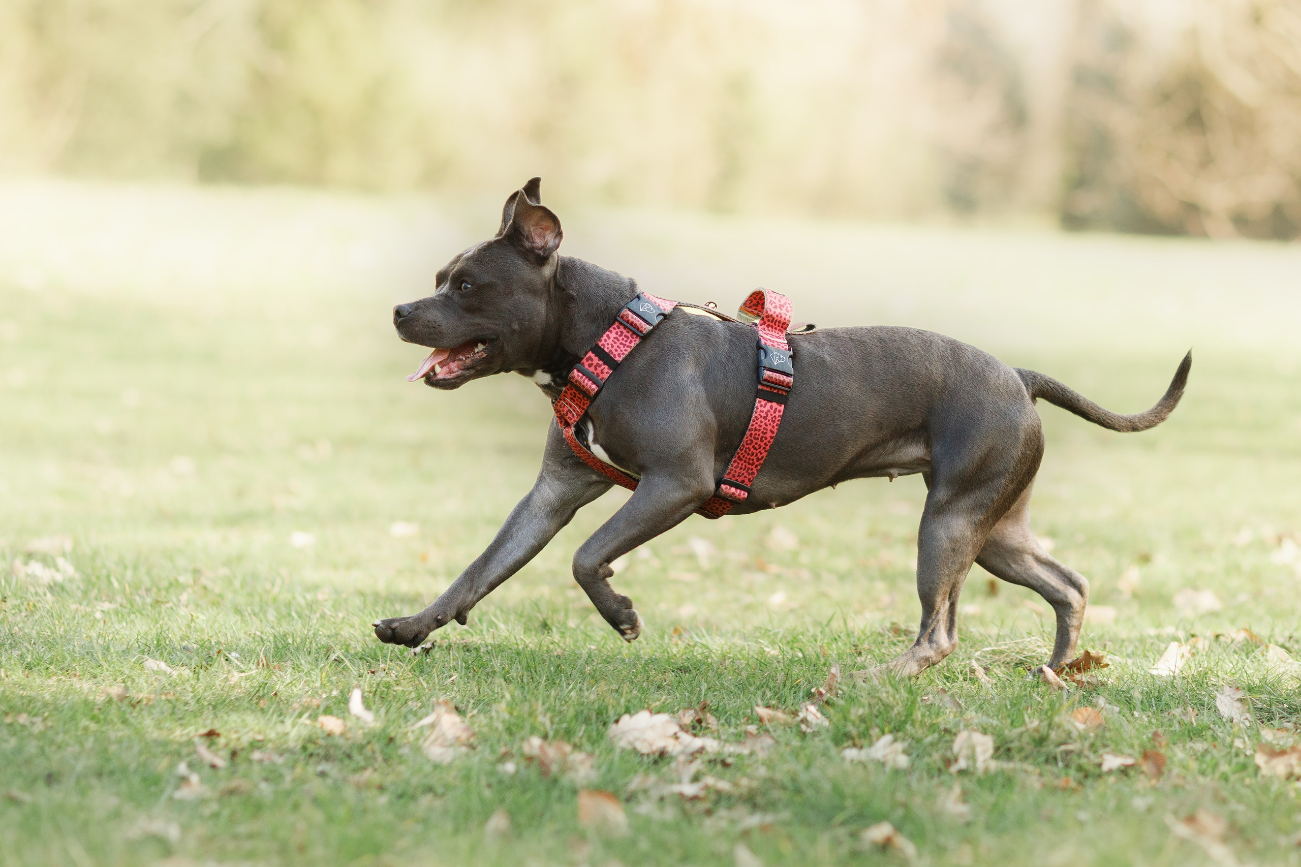 Bombka. Kaja | fotograf we Wrocławiu | ludzie i psy