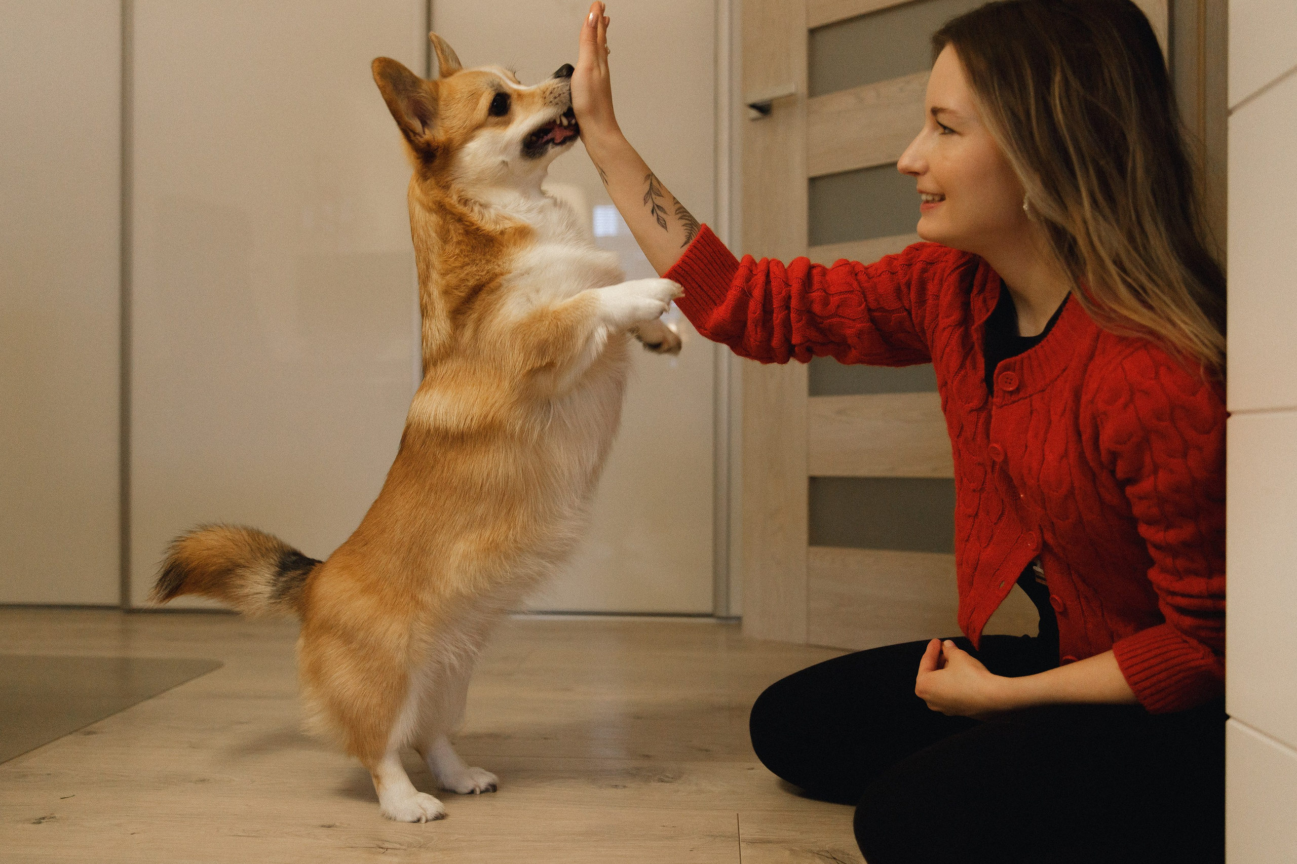 Dasha & Daisy. Kaja | fotograf psów we Wrocławiu