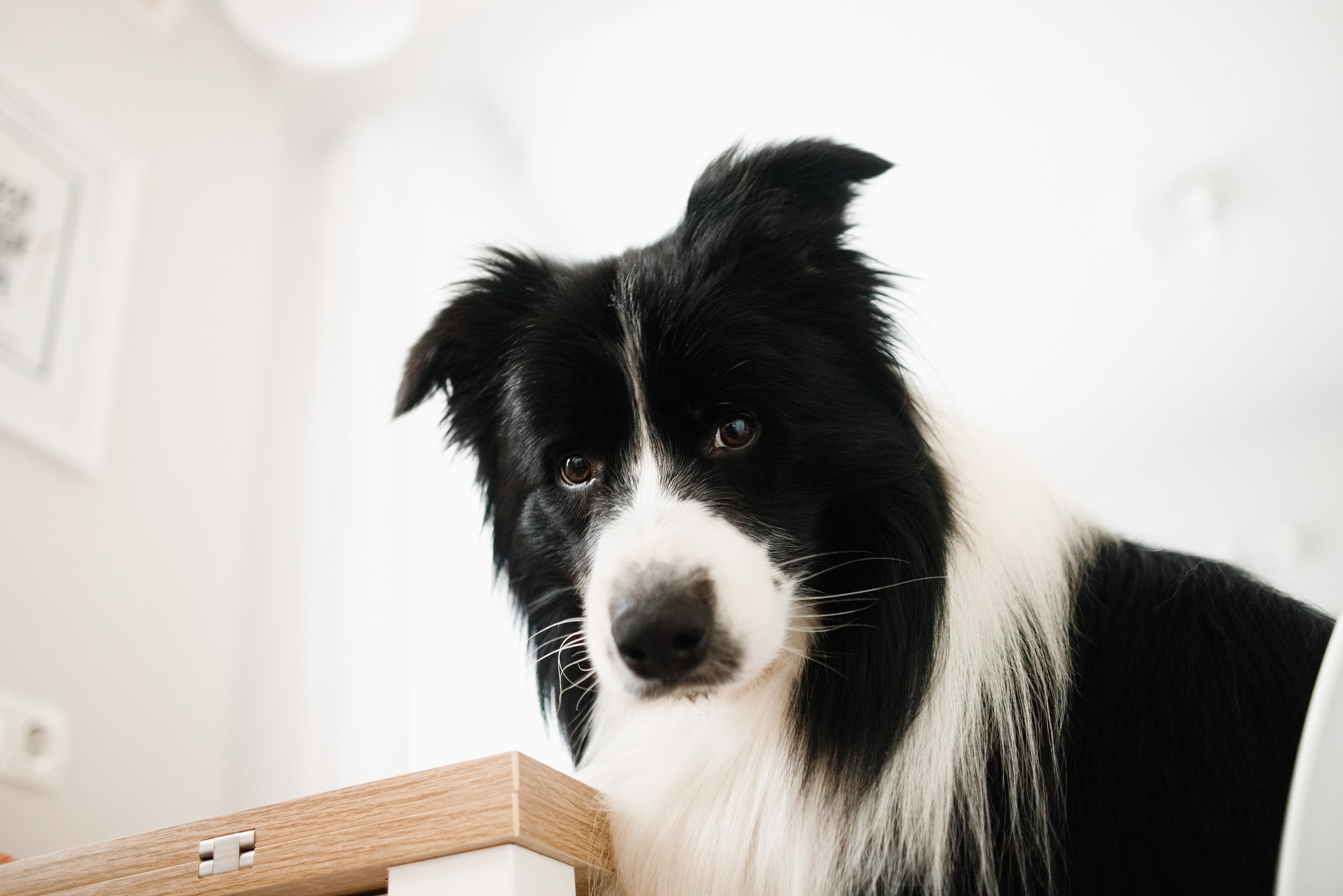 Evgenia & Richard. Kaja | fotograf we Wrocławiu | ludzie i psy