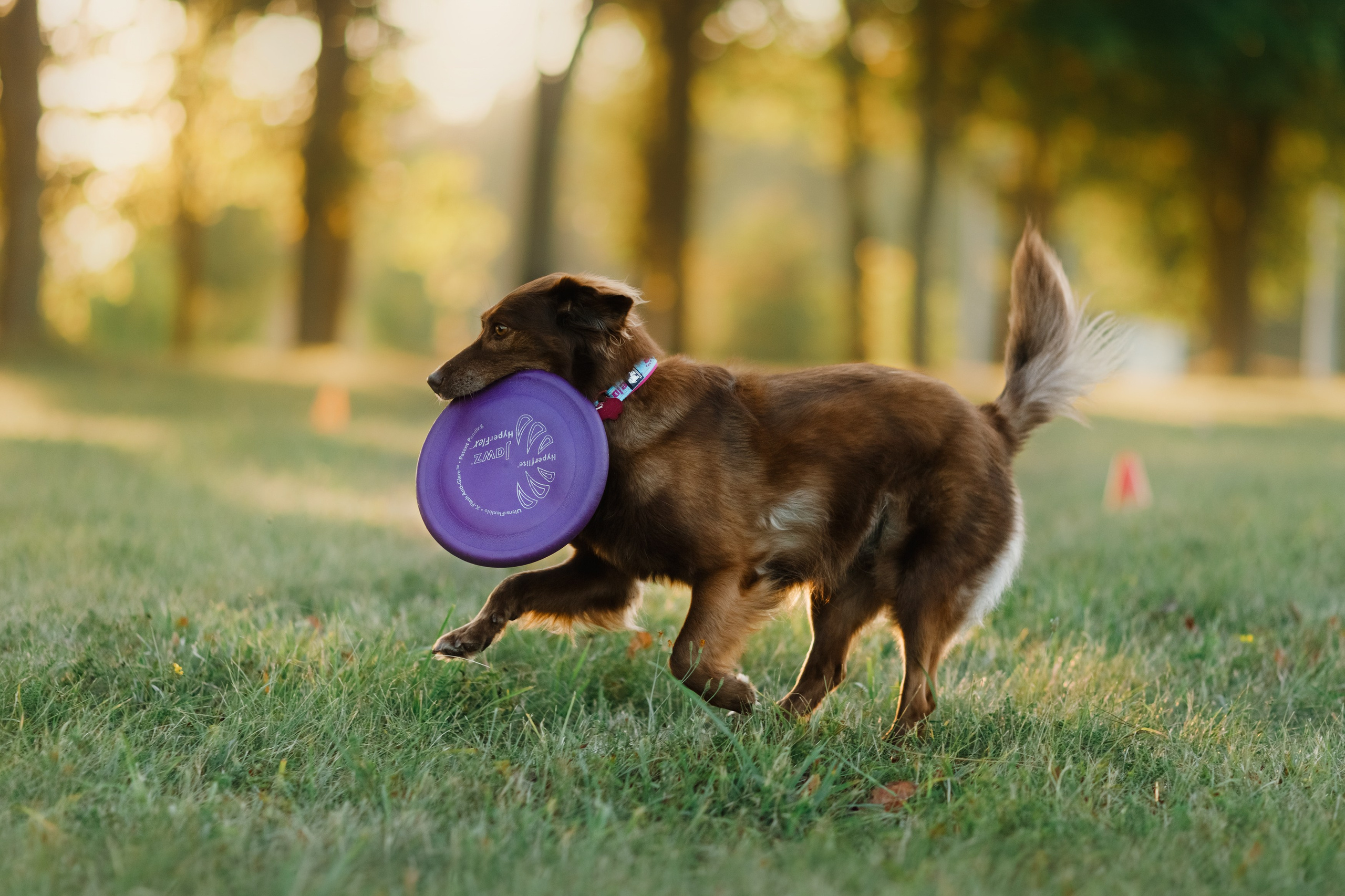 Frisbee workshop of Darya Lukina. Kaja | fotograf we Wrocławiu | ludzie i psy