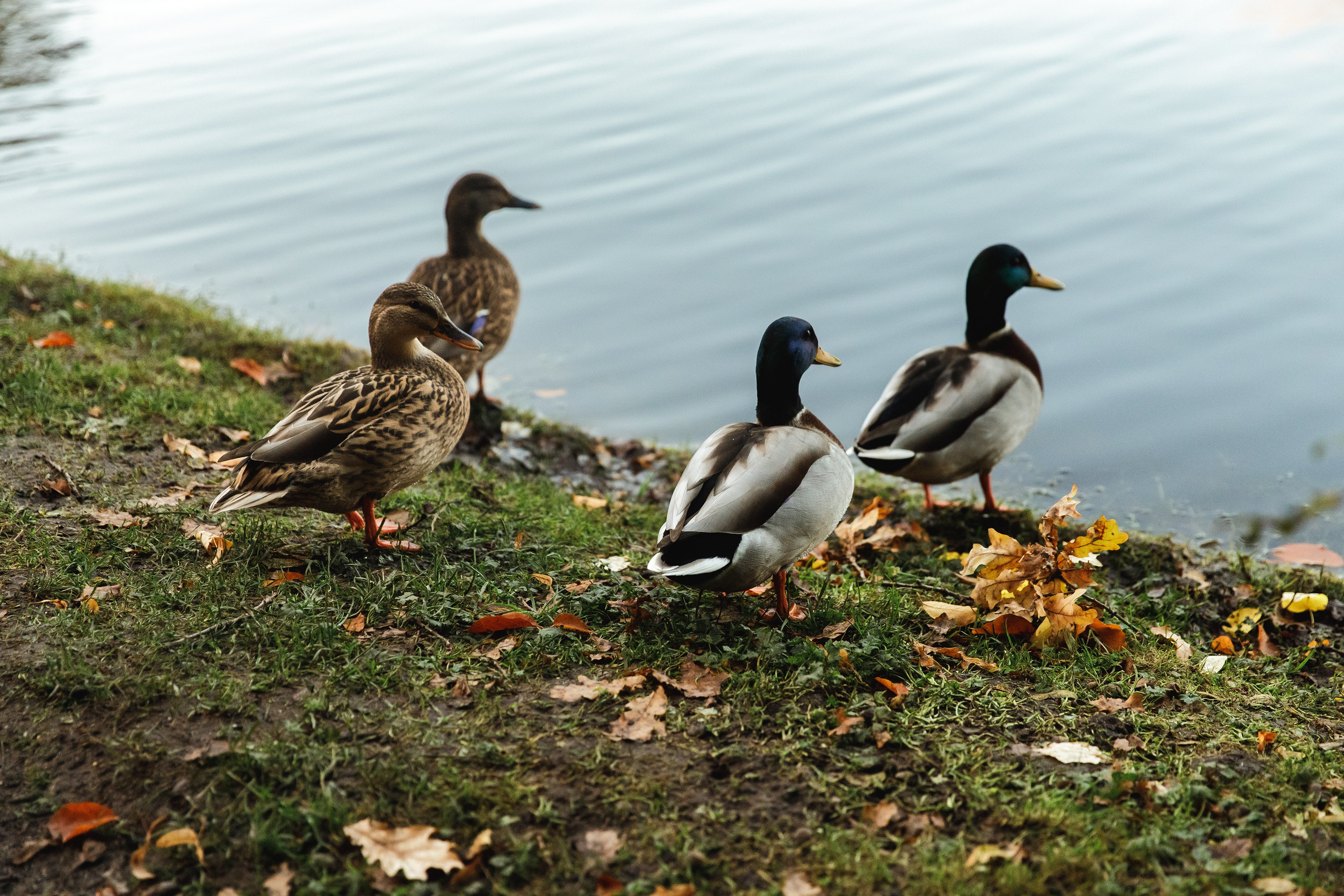Tatiana & Adam. Kaja | fotograf psów we Wrocławiu