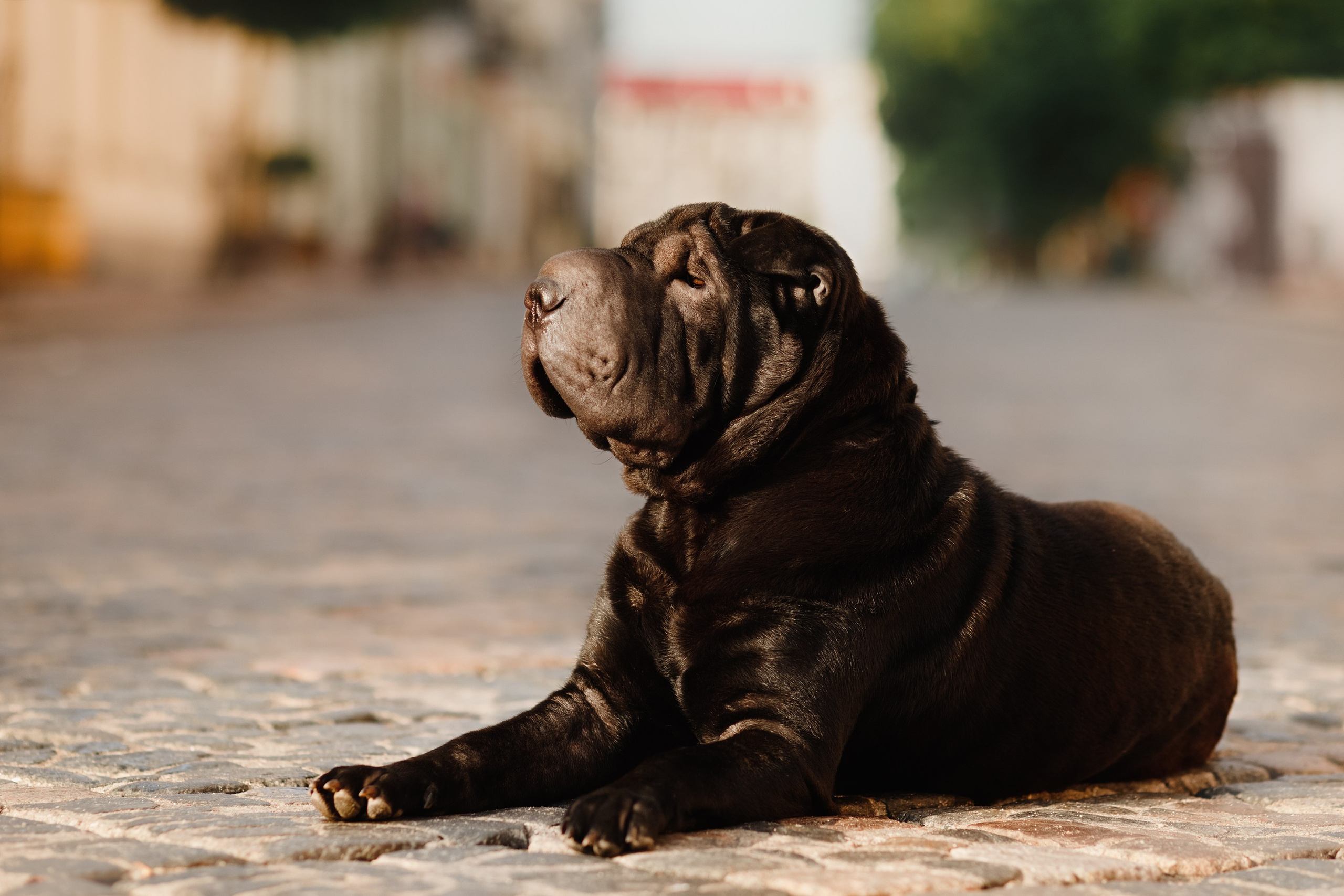 Shar pei in the city. Kaja | fotograf psów we Wrocławiu