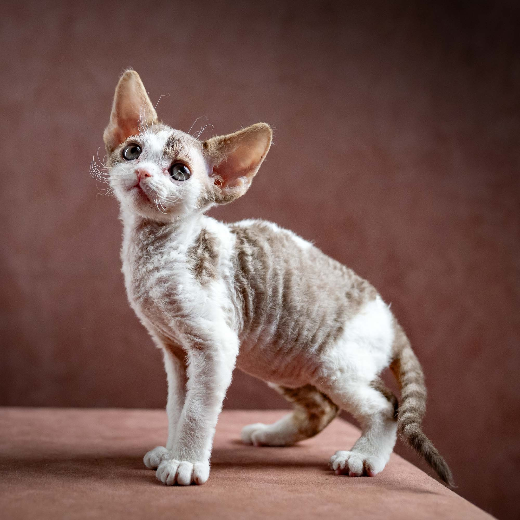 Hermes, boy, born 04.20.25. Devon Rex Pixie Cattery