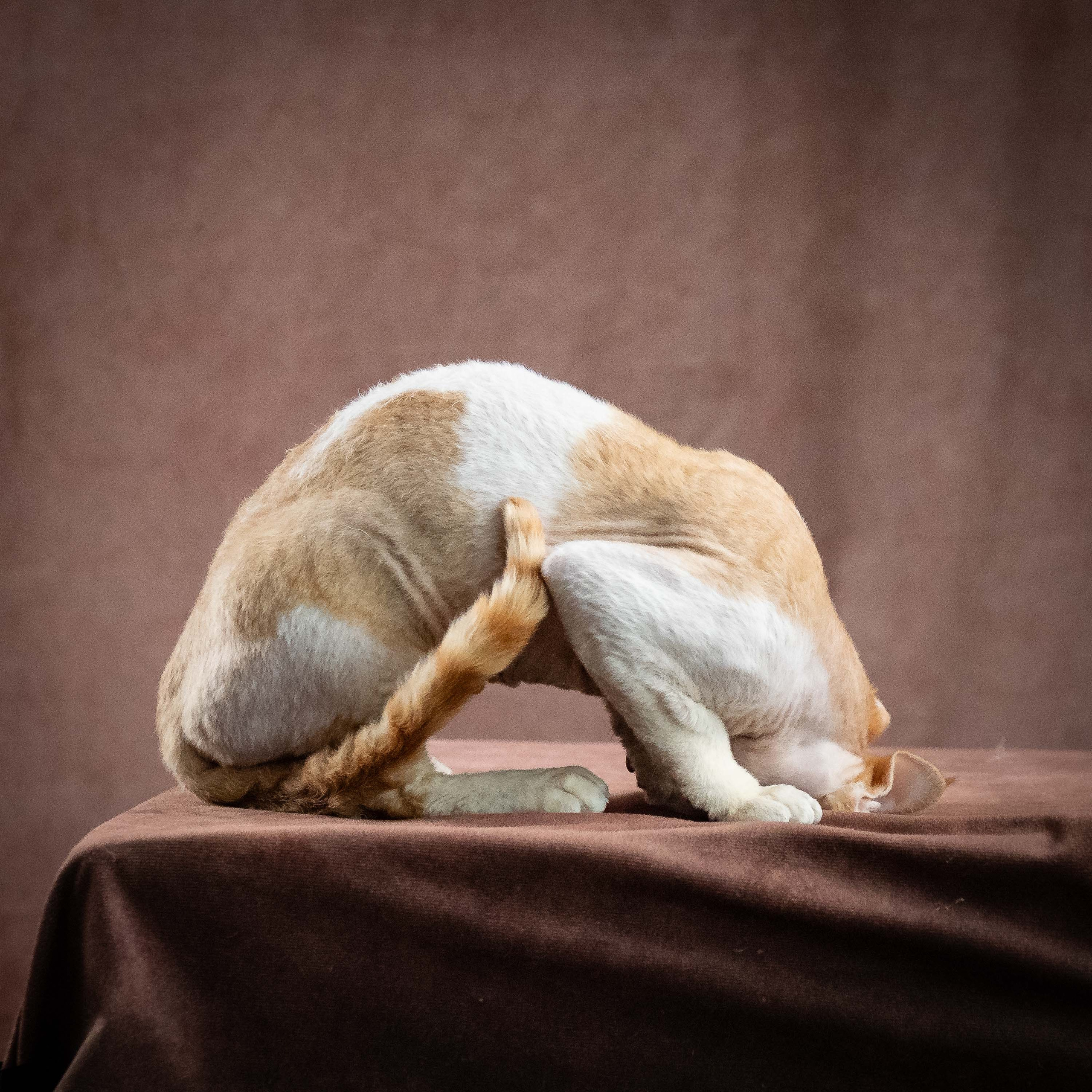 Nika. Devon Rex Pixie Cattery