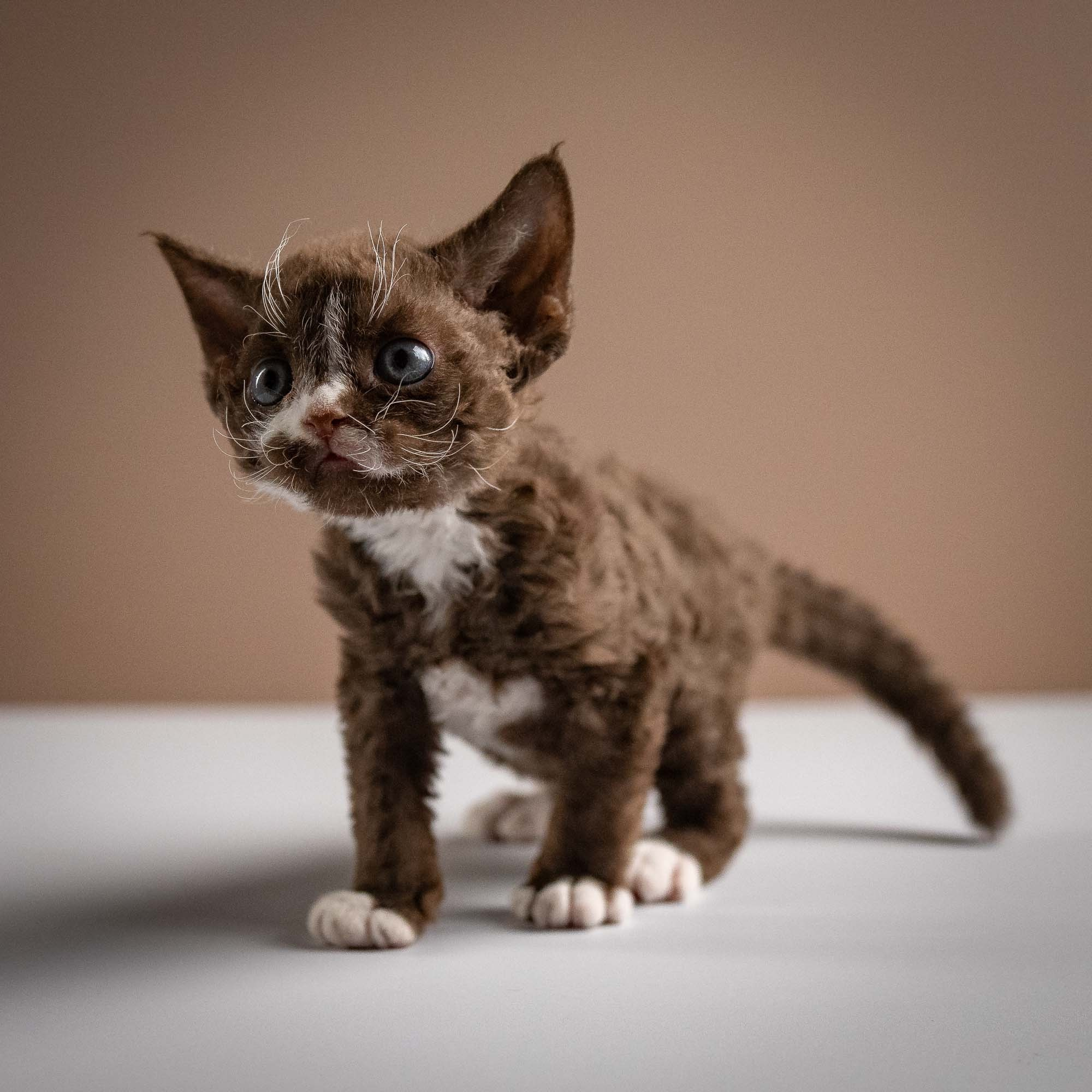 Preston, boy, born 02.11.26. Devon Rex Pixie Cattery