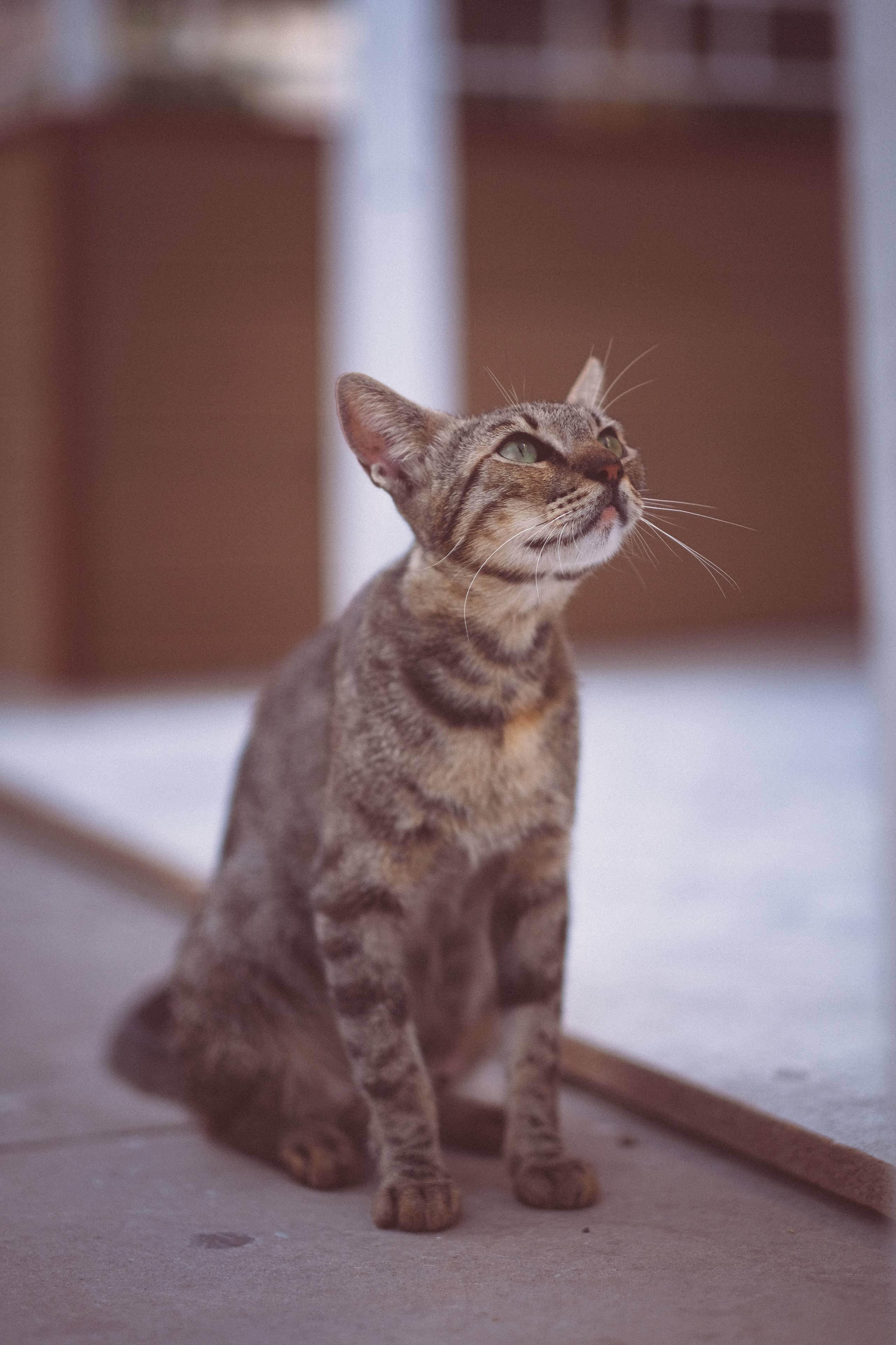 Brown Stray Cat in Limassol | Cyprus 