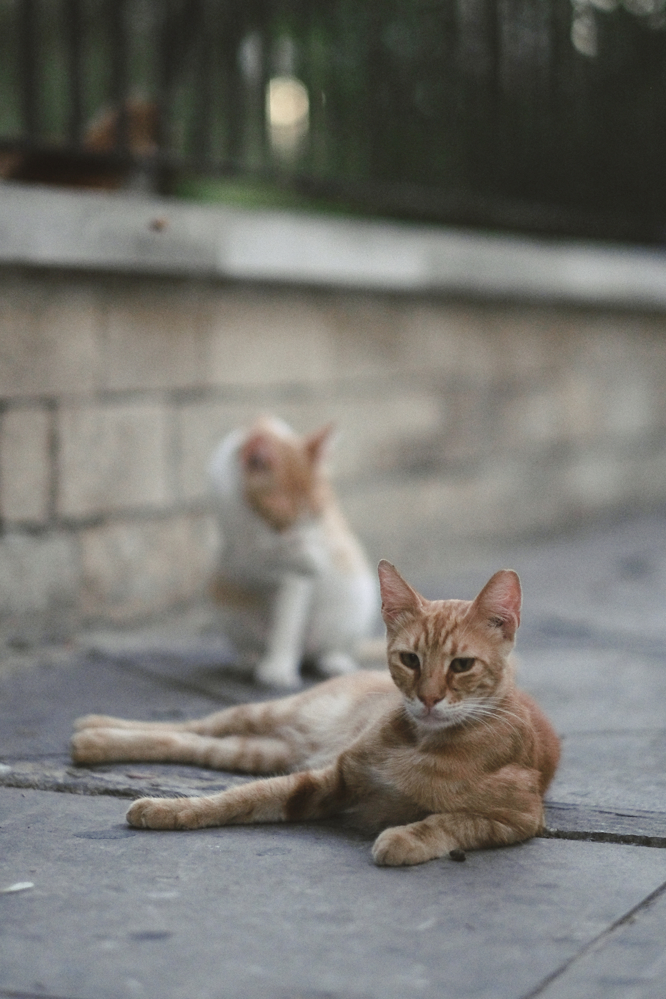 Gangster Stray Cat in Limassol | Cyprus 