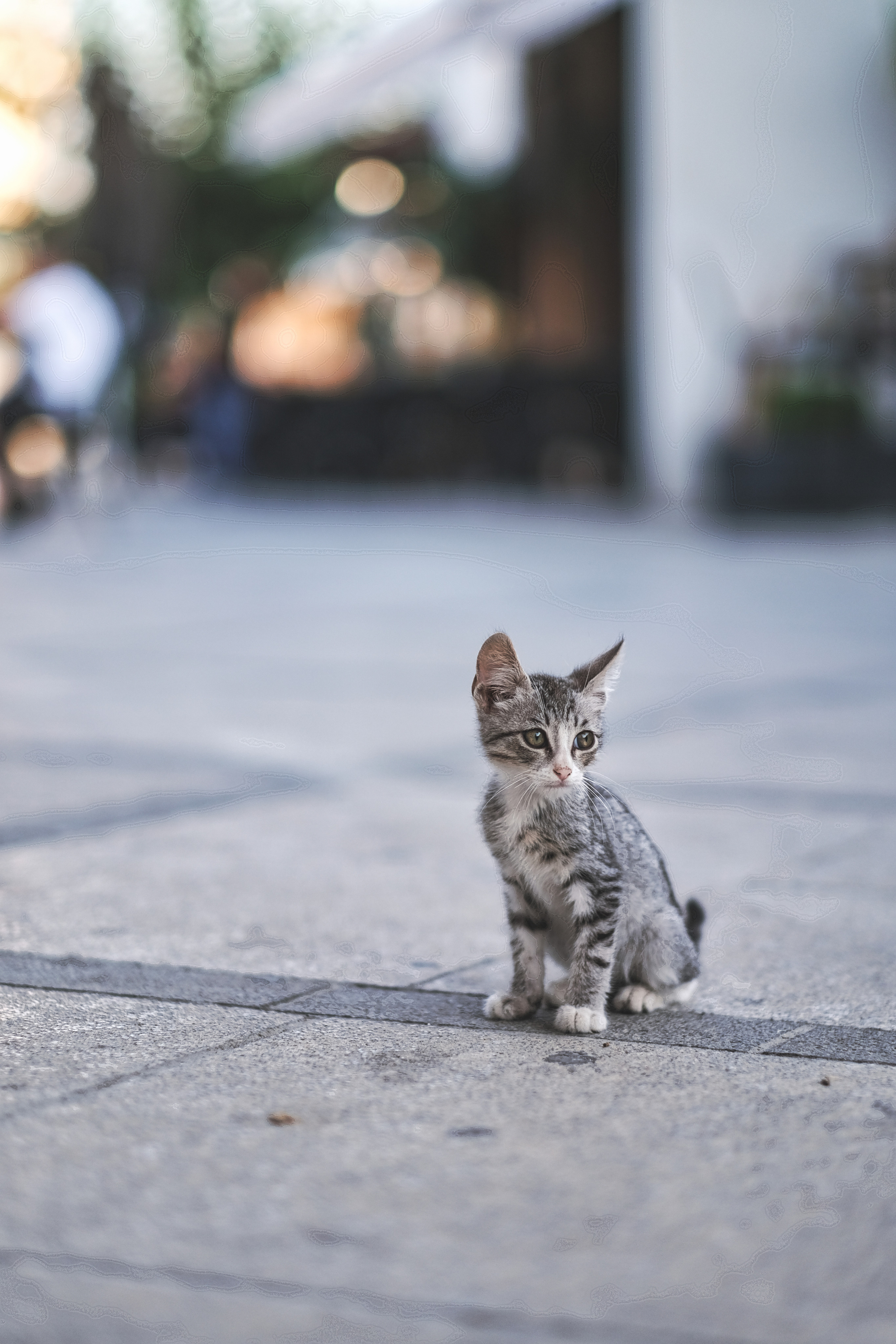 Stray Cats in Limassol | Cyprus 