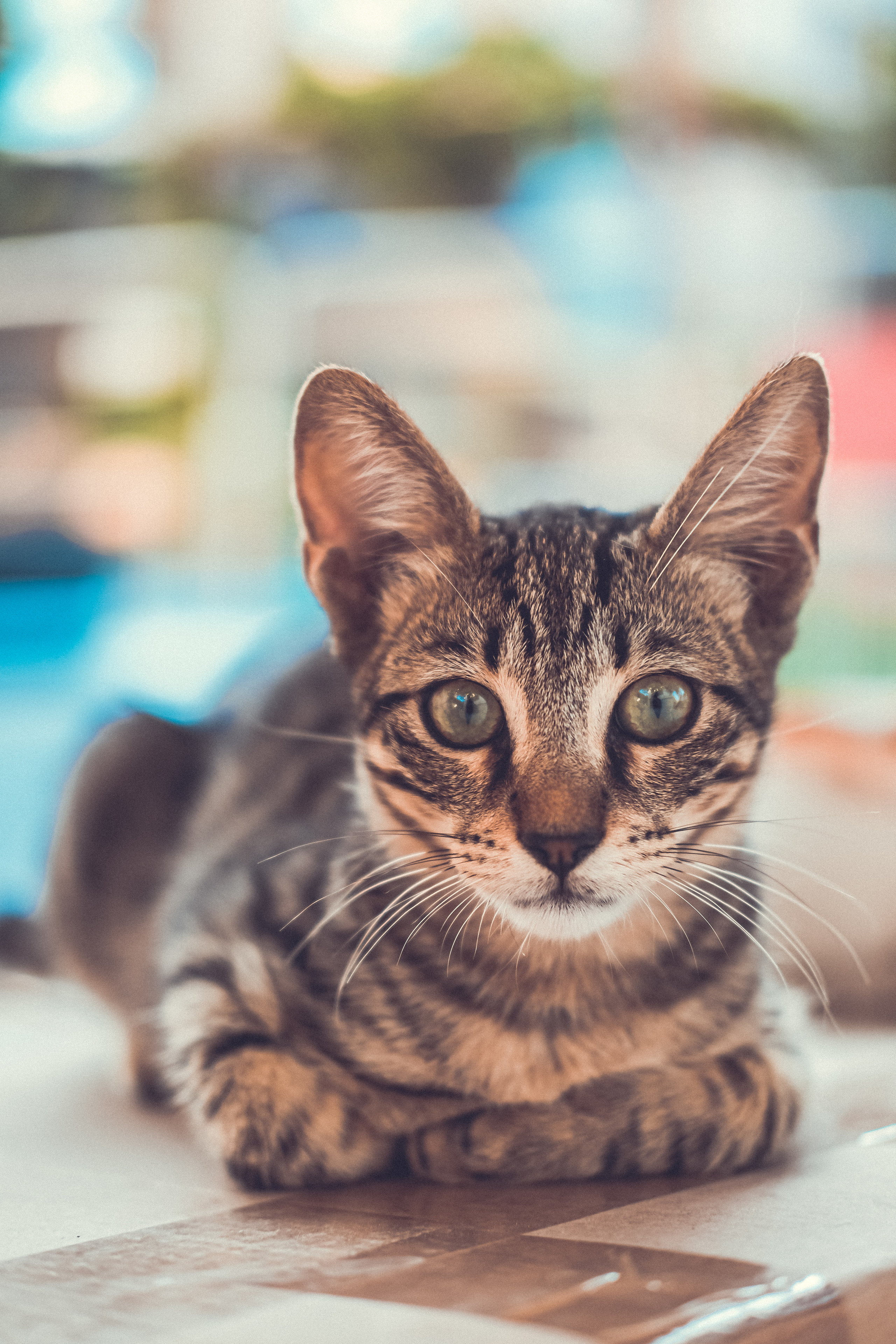 The Stray Cat Limassol | Stray Cats in Cyprus | Homeless Cat 🇨🇾 