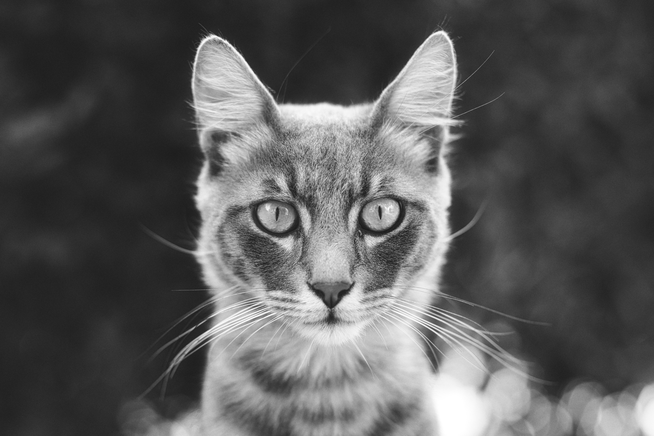 Cat Portrait | Stray Cats in Limassol in Black and White Photography | Limassol | Cyprus