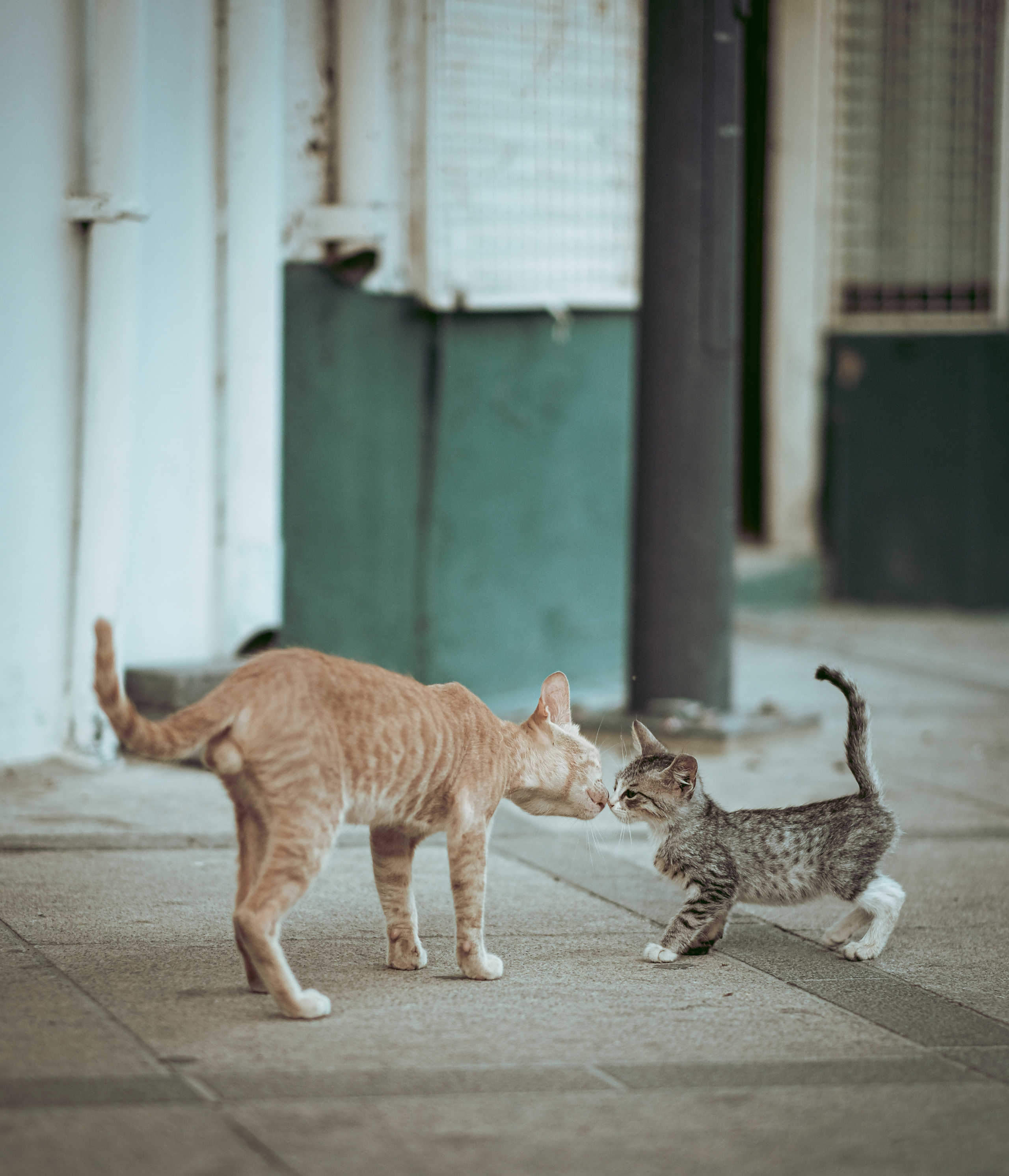 Stray Cats in Limassol | Cyprus 