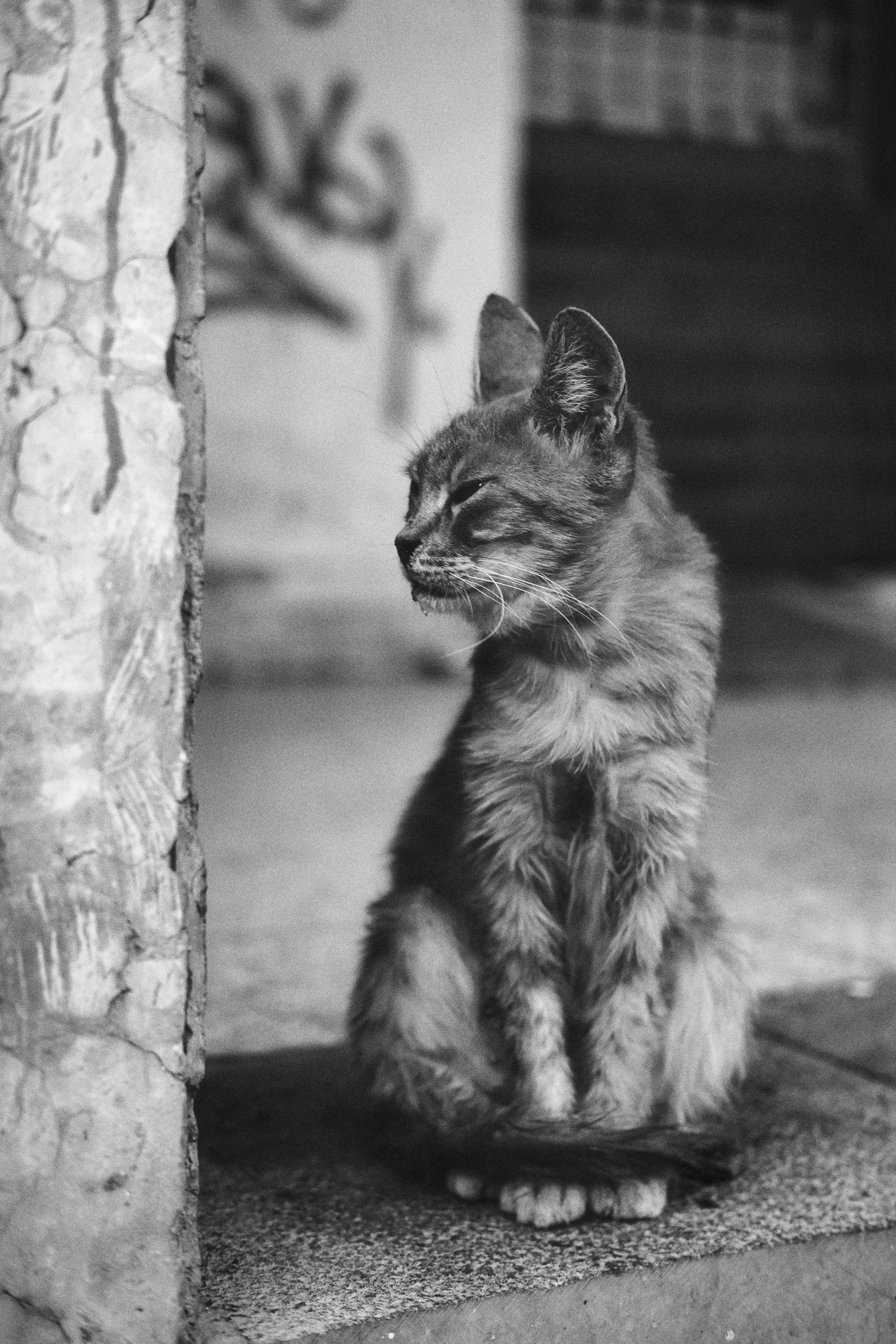 Stray Cats in Limassol in Black and White Photography | Limassol | Cyprus