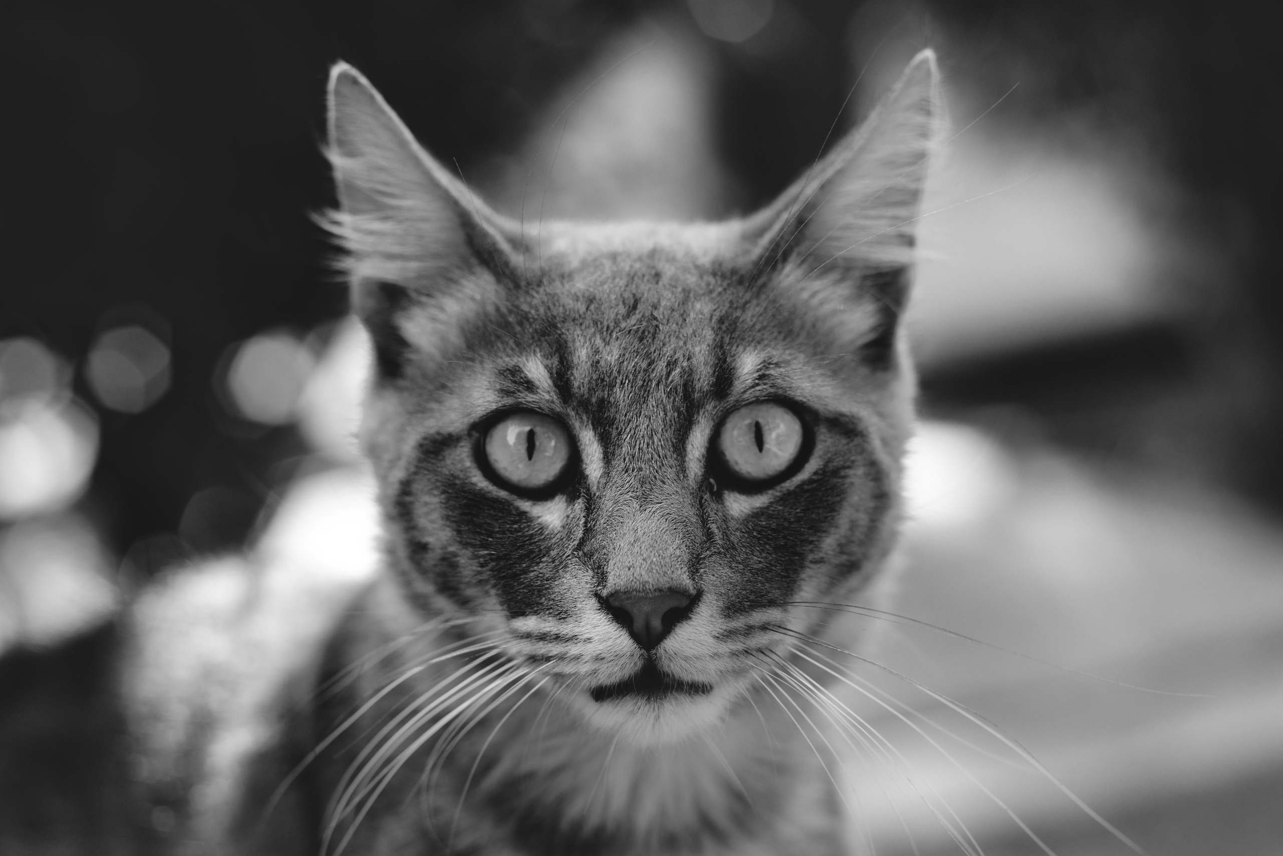 Cat Portrait | Stray Cats in Limassol in Black and White Photography | Limassol | Cyprus