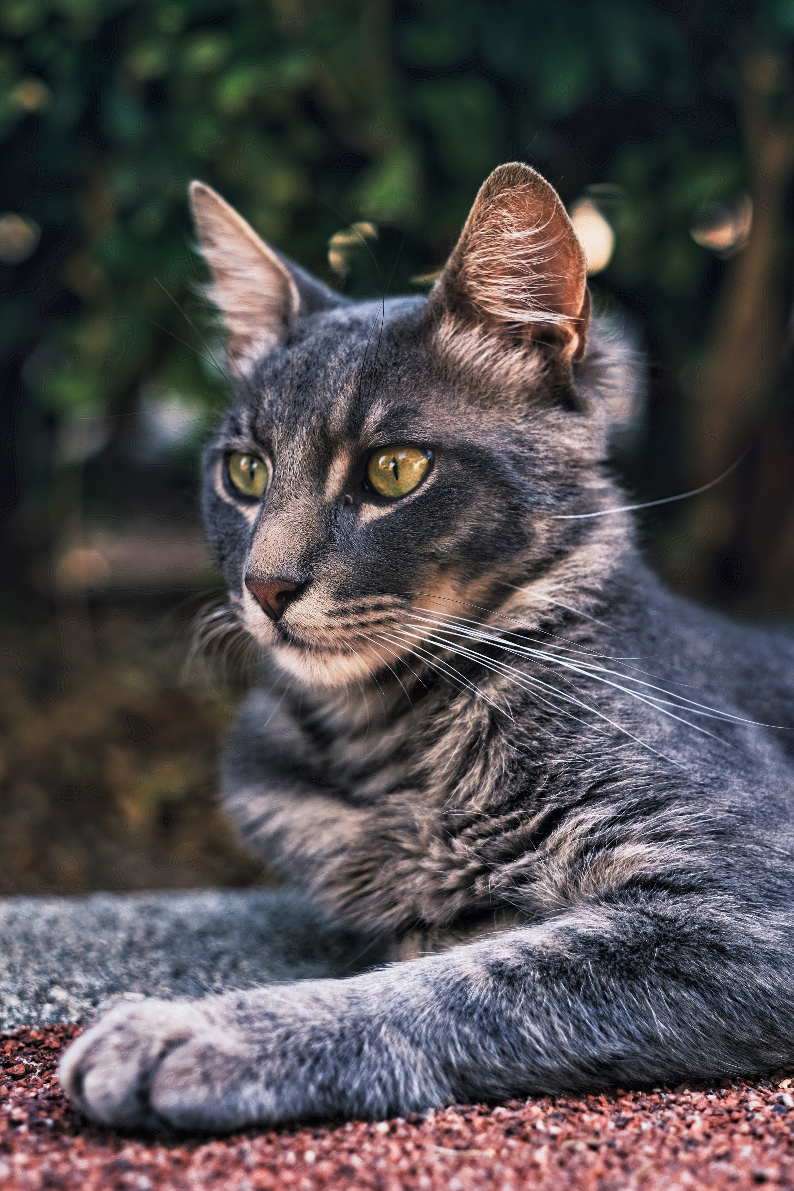 Stray Cats in Limassol | Cyprus 