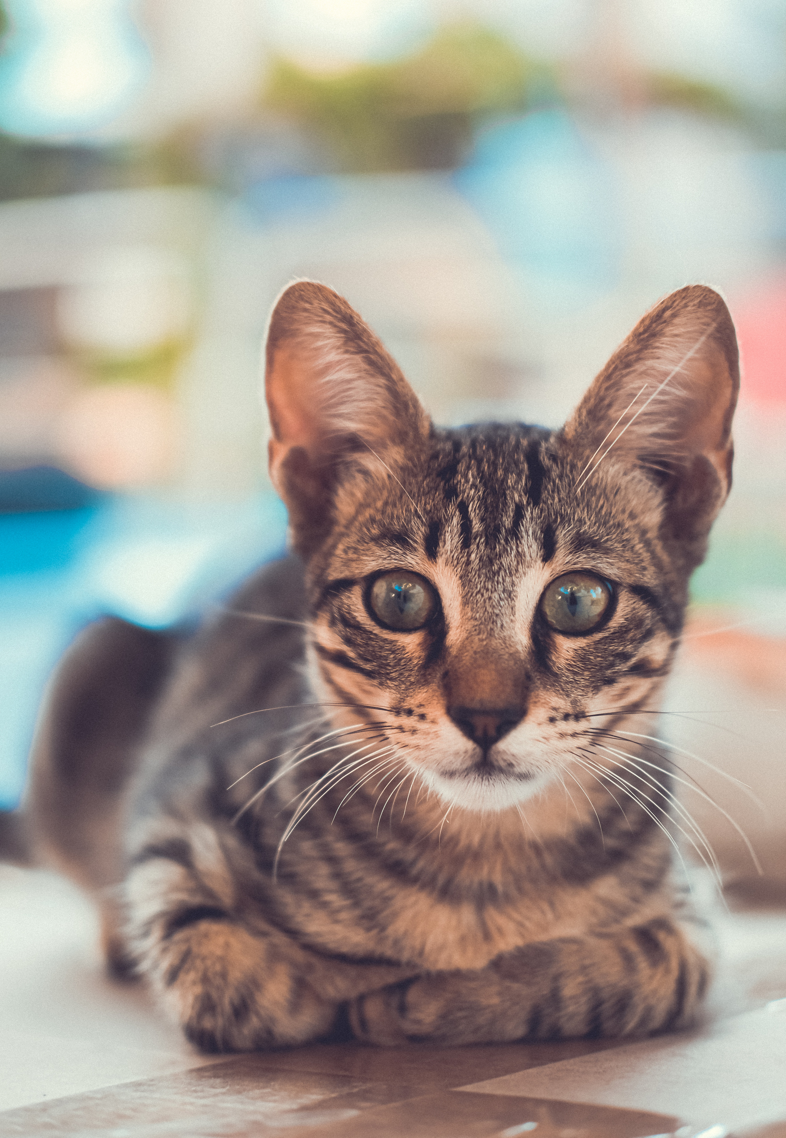 The Stray Cat Limassol | Stray Cats in Cyprus | Homeless Cat 🇨🇾 