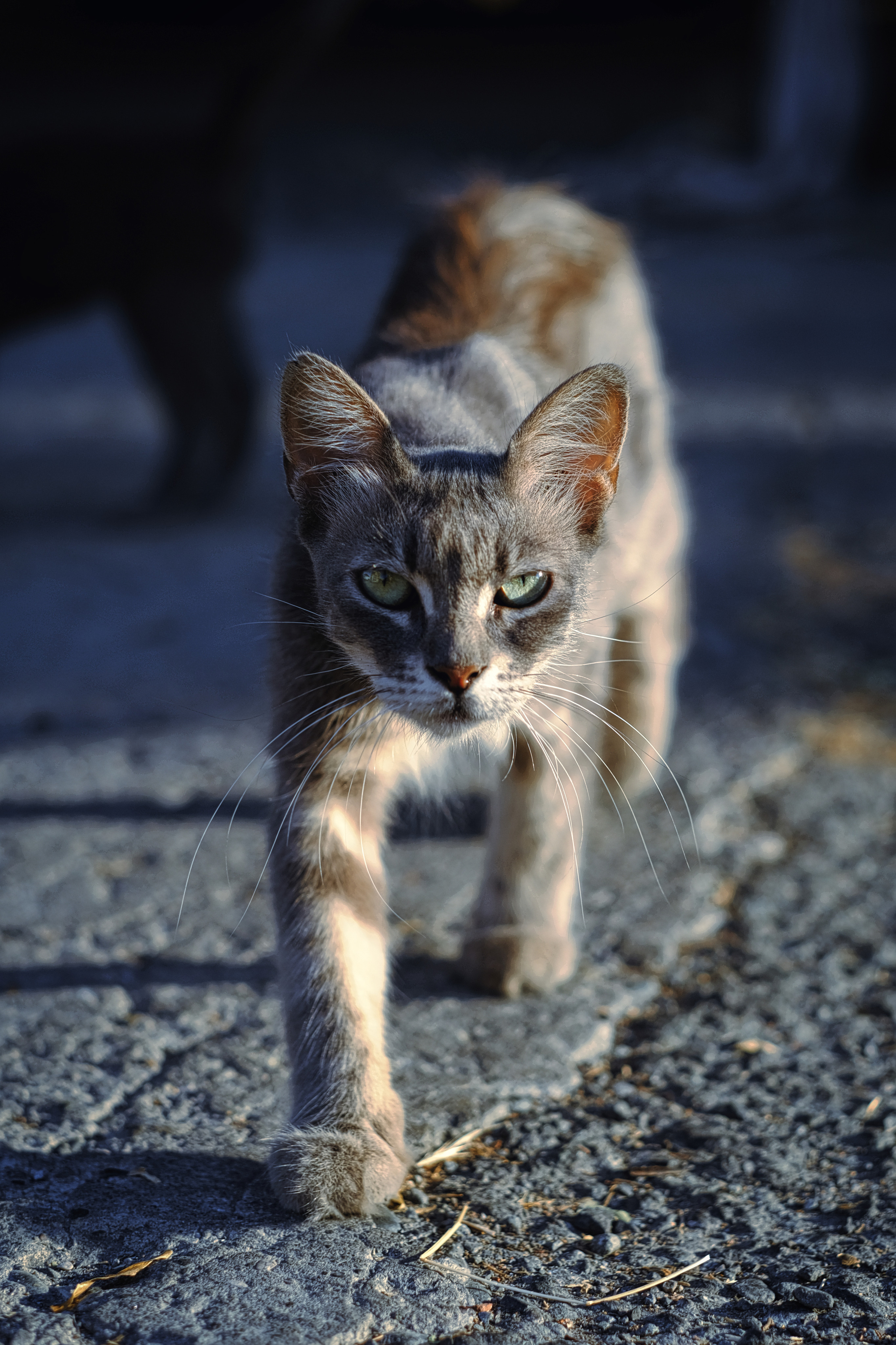 Stray Cats in Limassol | Cyprus 
