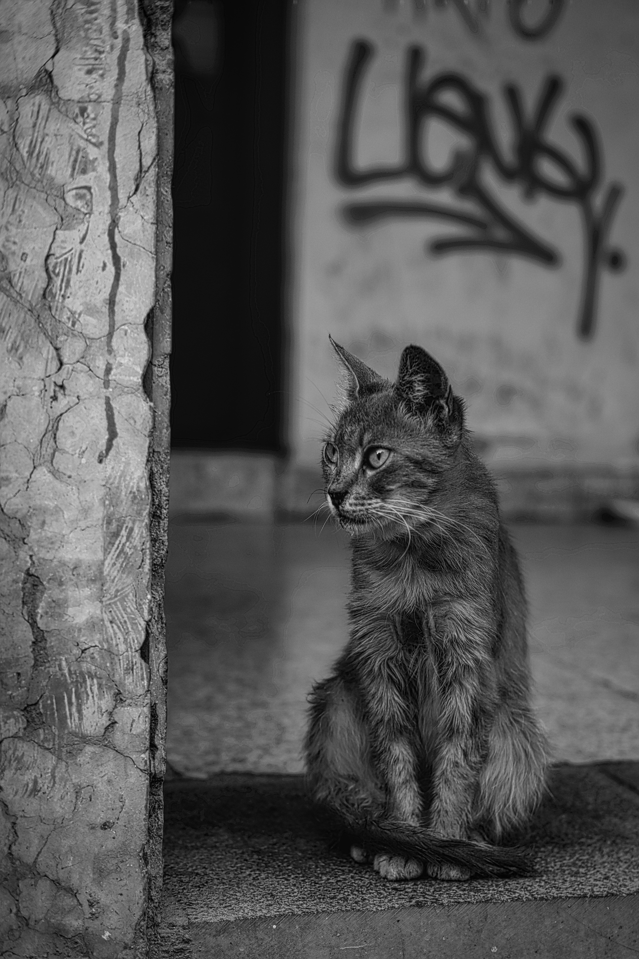 Stray Cats in Limassol in Black and White Photography | Limassol | Cyprus