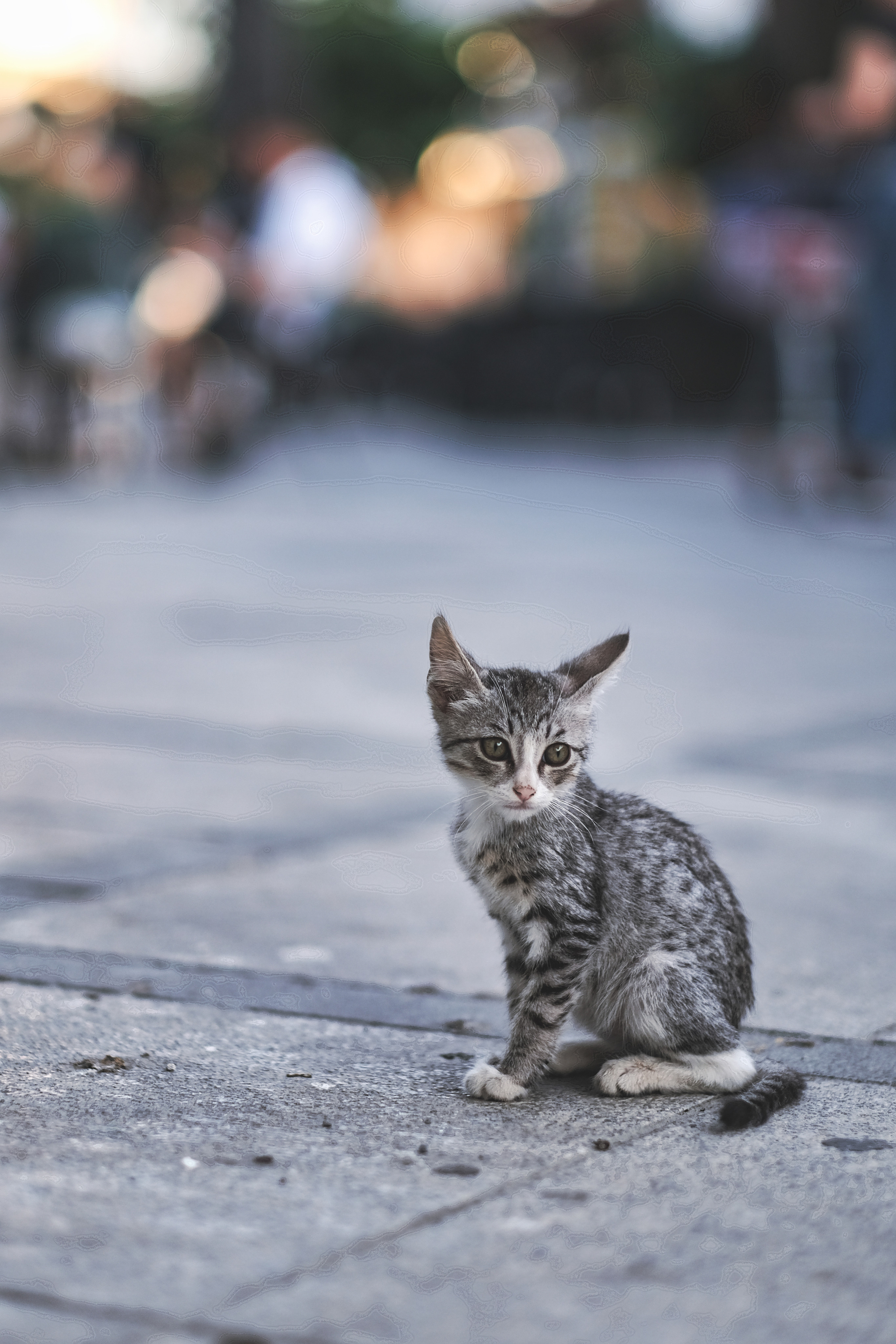 The Stray Cat Limassol | Stray Cats in Cyprus | Homeless Cat 🇨🇾 