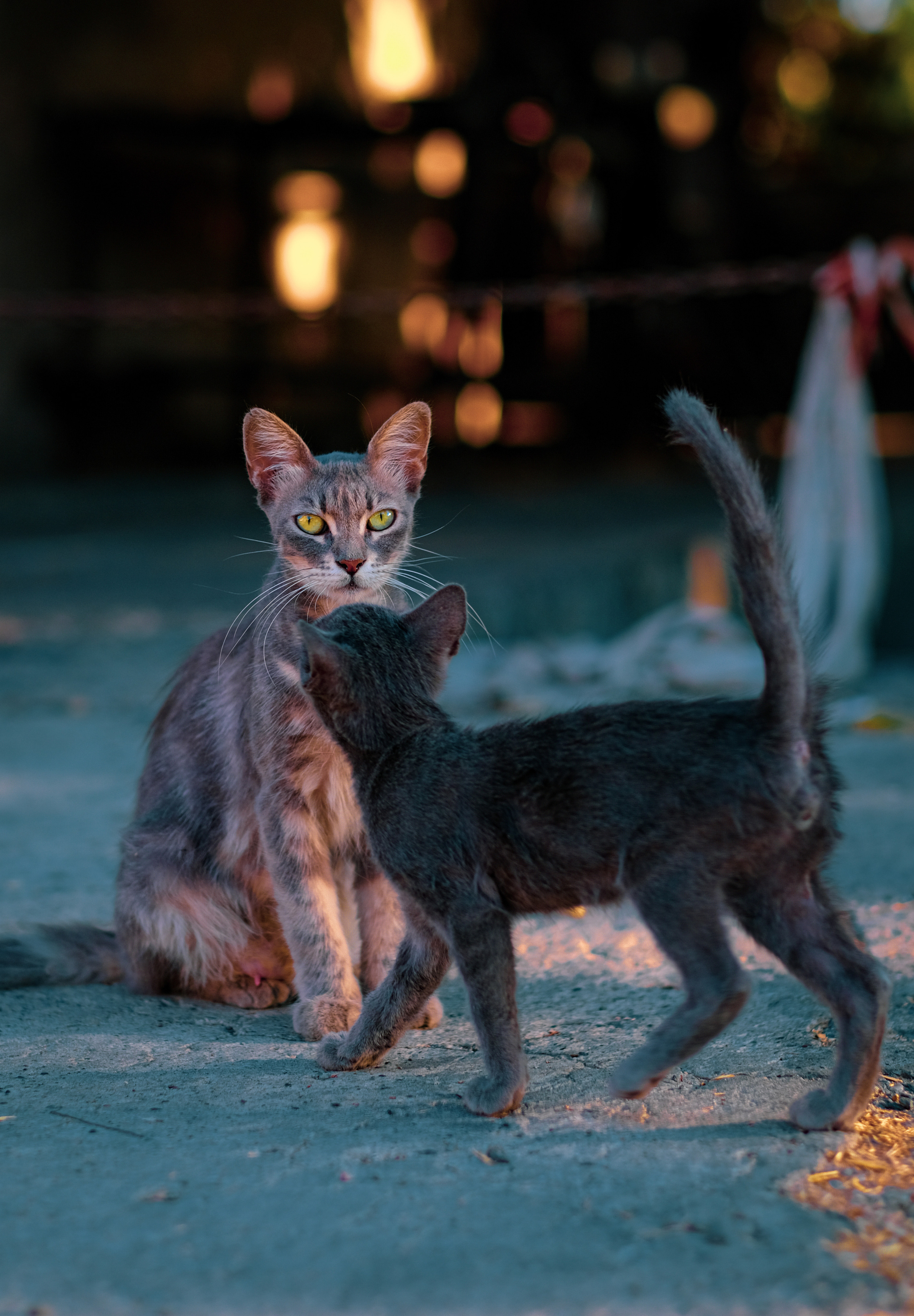 Stray Cats in Limassol | Cyprus 