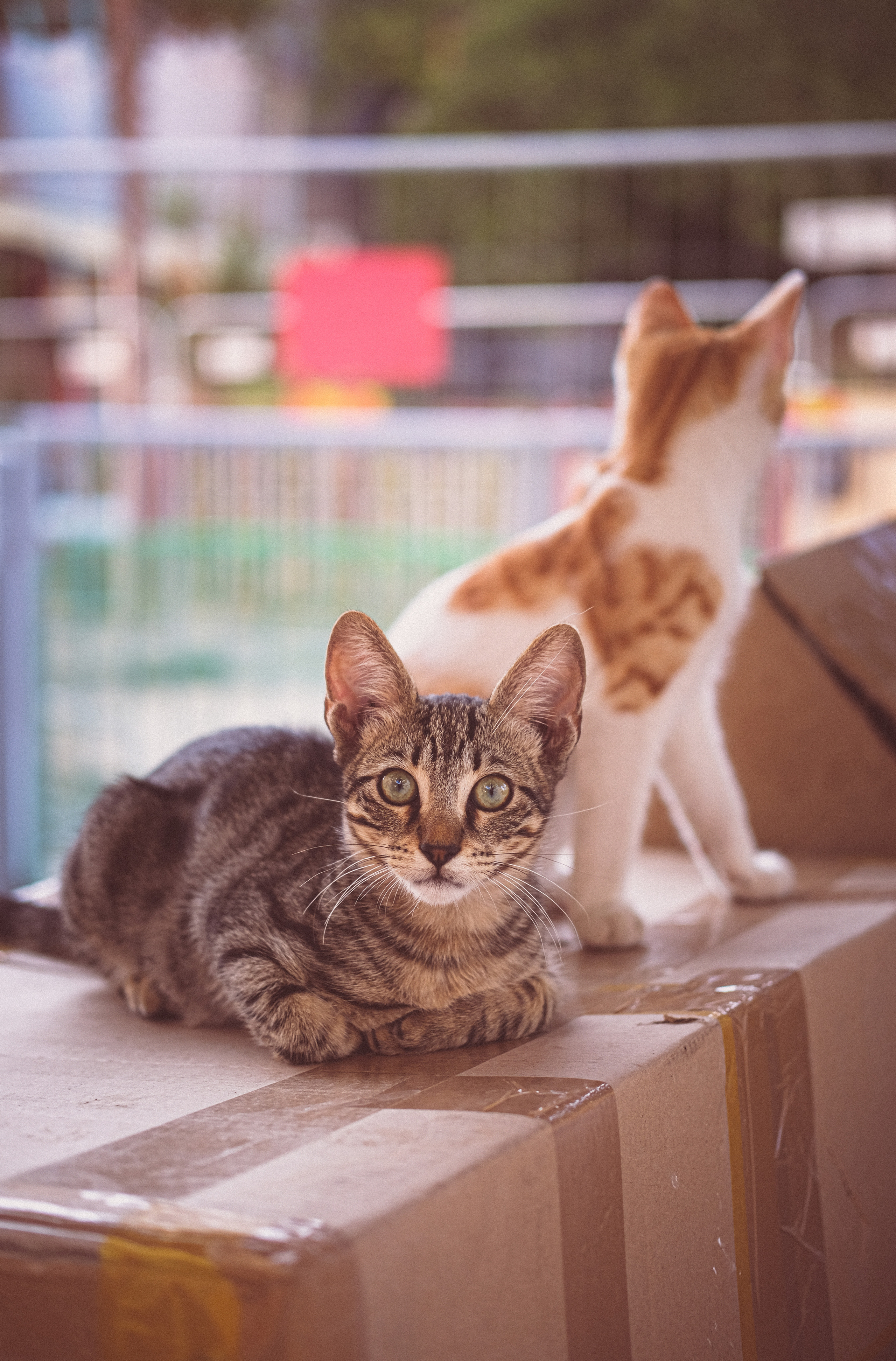 The Stray Cat Limassol | Stray Cats in Cyprus | Homeless Cat 🇨🇾 