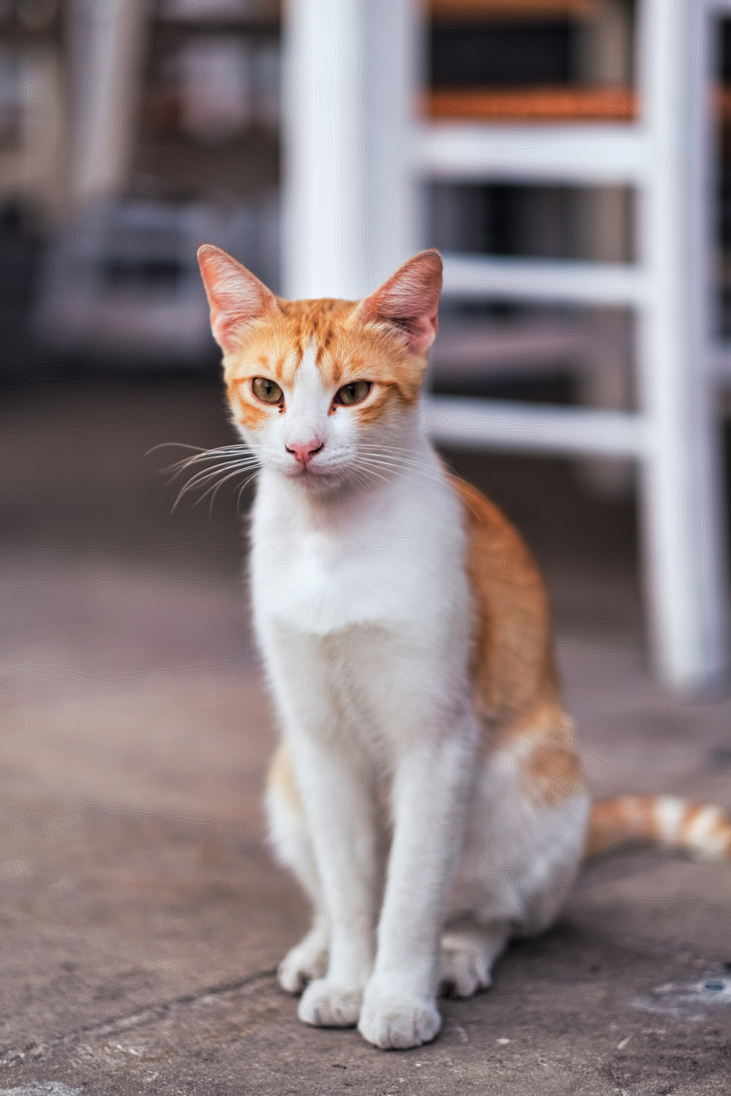 Stray Cats in Limassol | Cyprus 