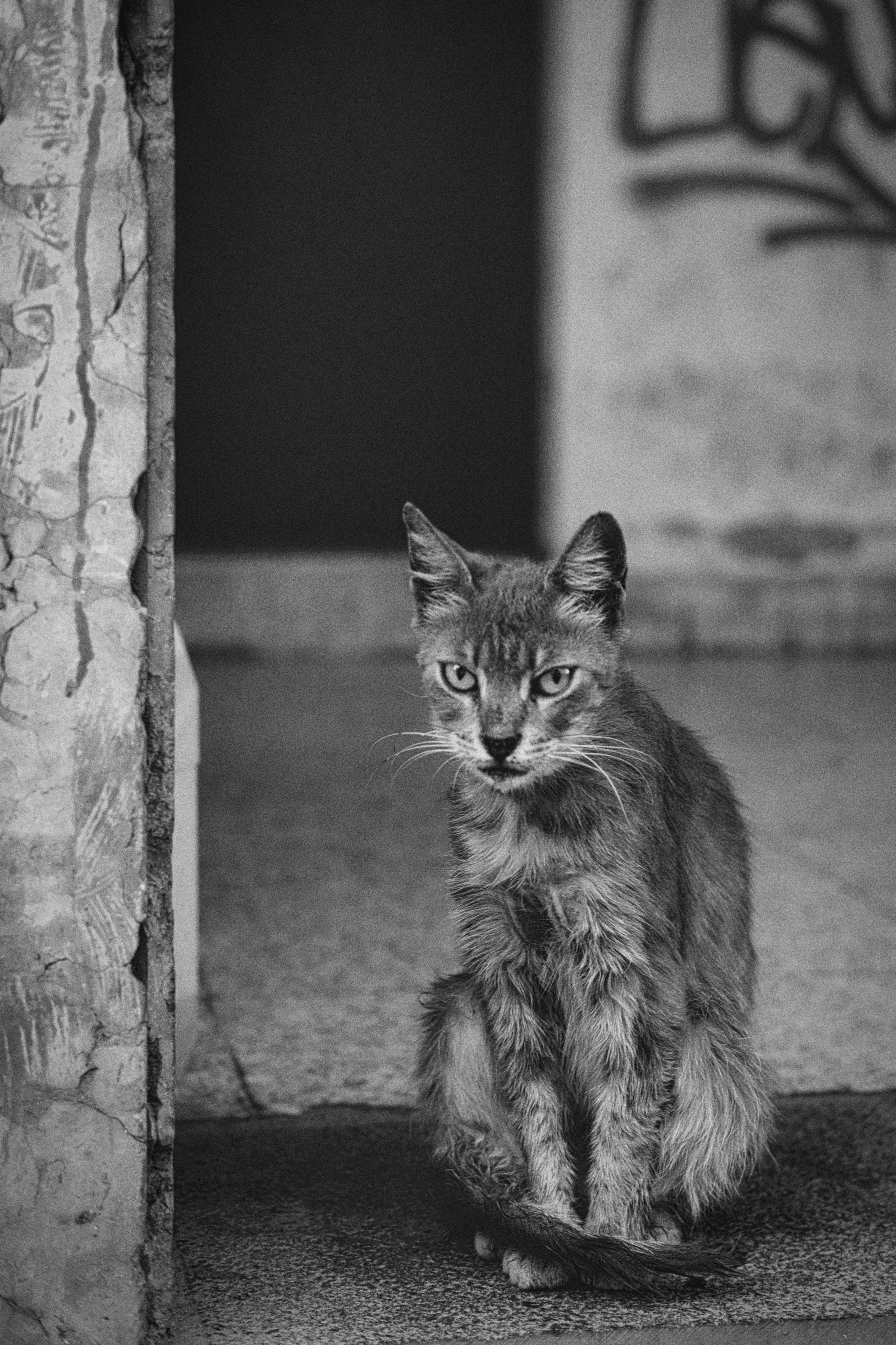 Stray Cats in Limassol | Candid Street Photography | Cyprus