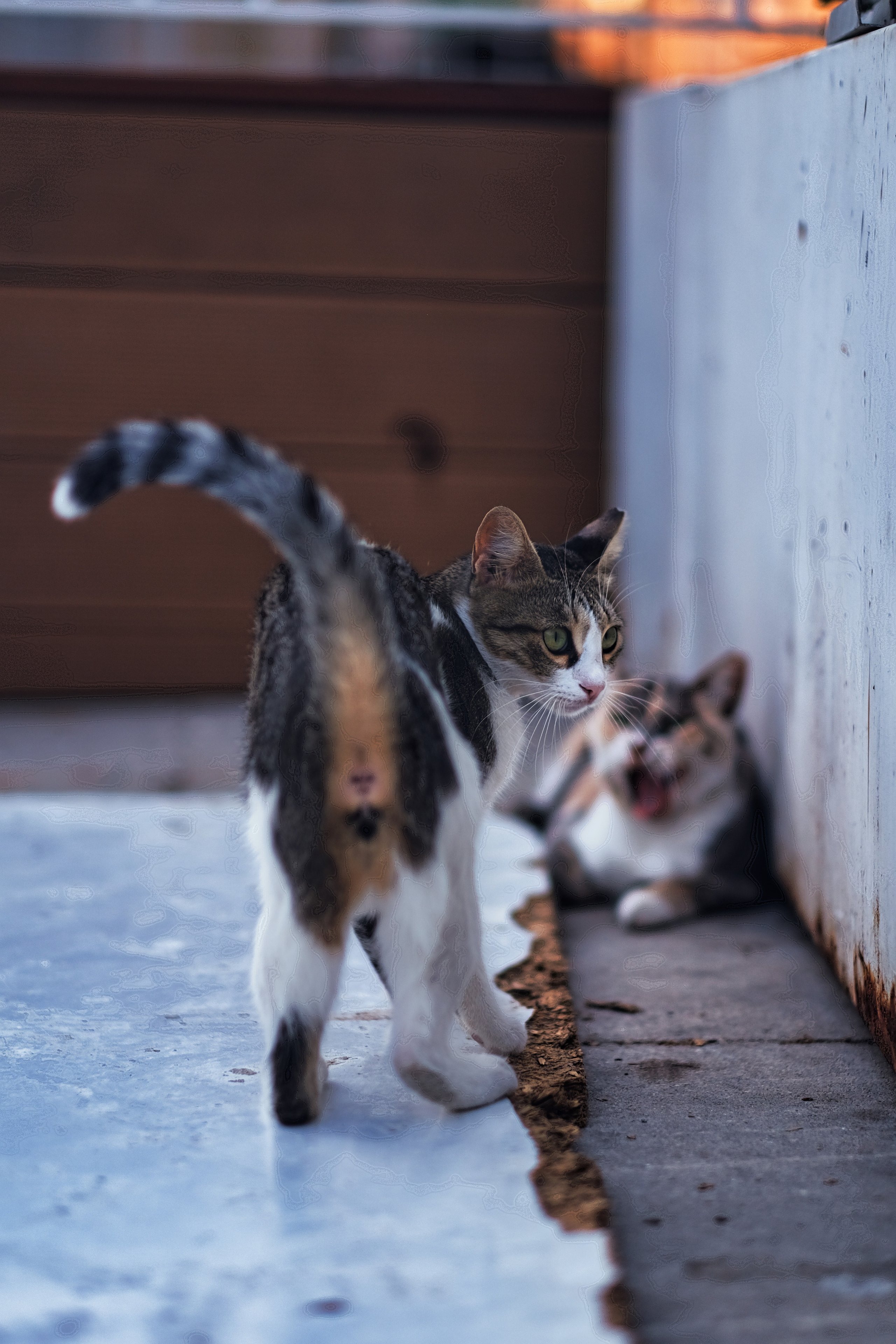 Stray Cats in Limassol | Cyprus 