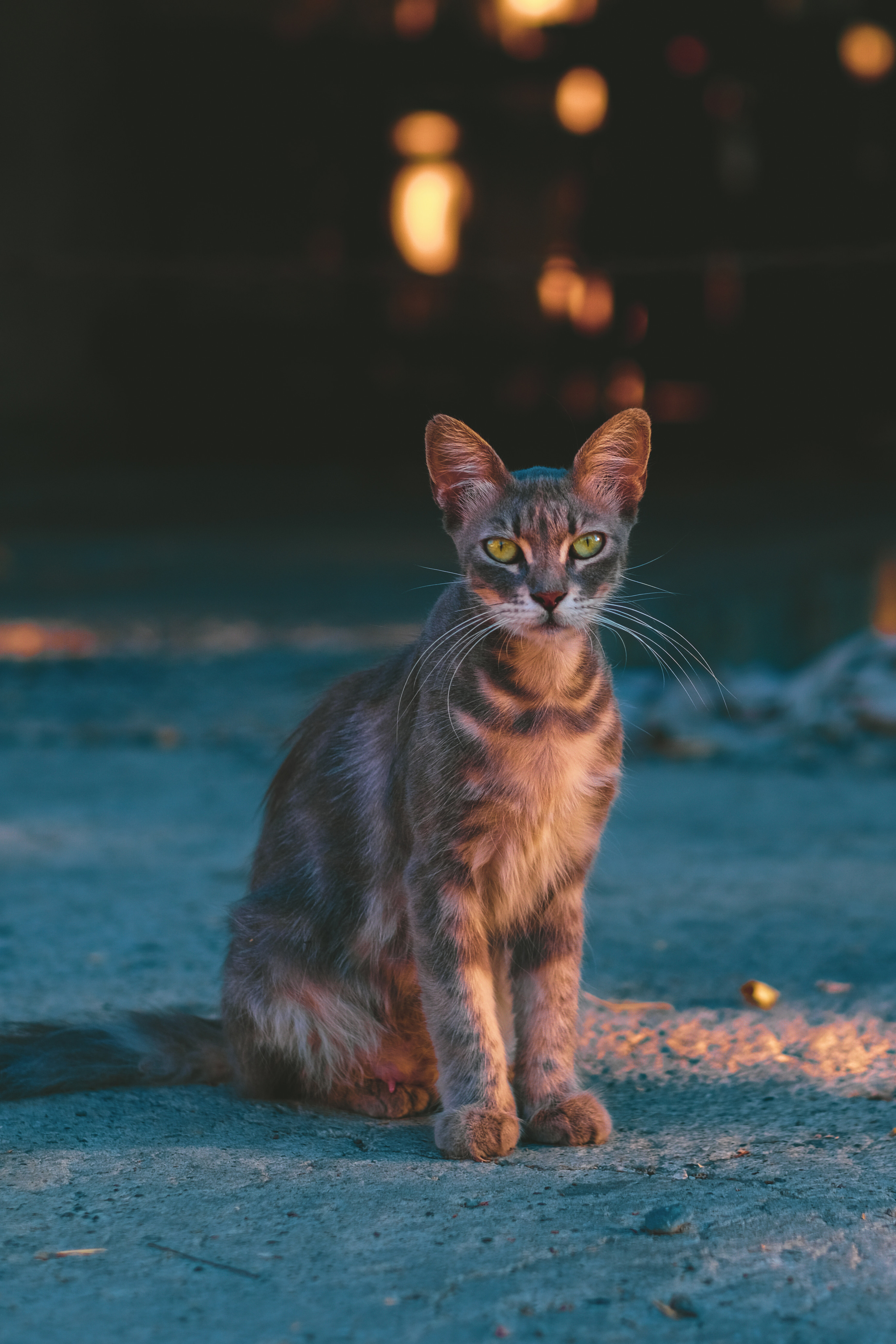 Stray Cats in Limassol | Cyprus 